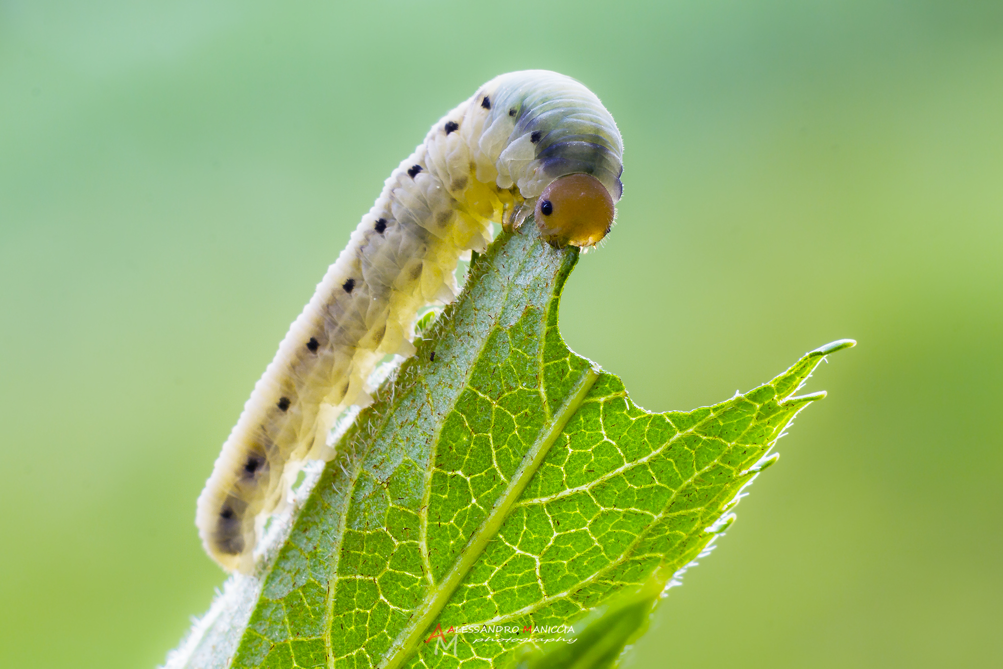 Coenonympha tullia caterpilar