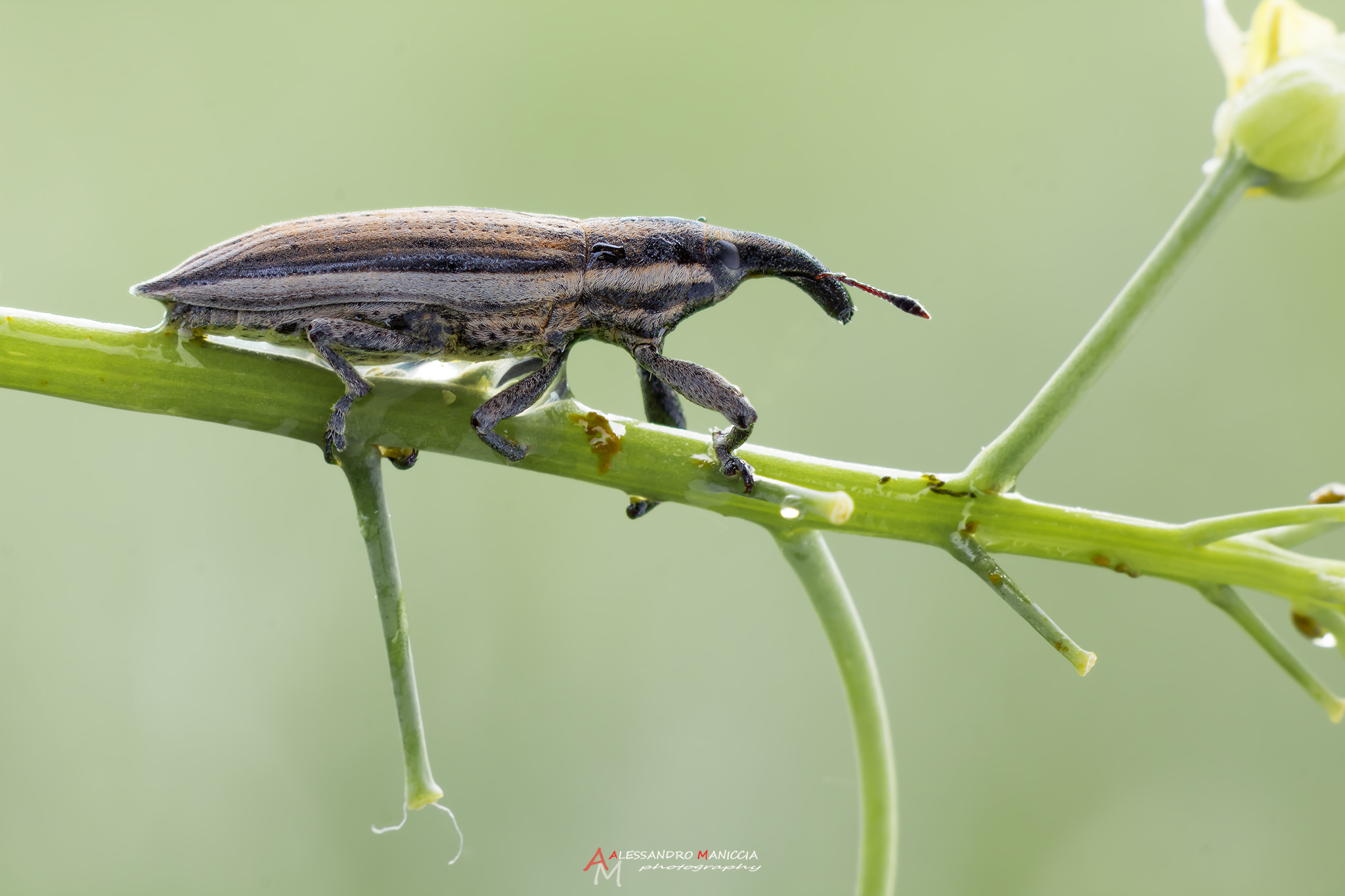 Lixus (Compsolixus) anguinus