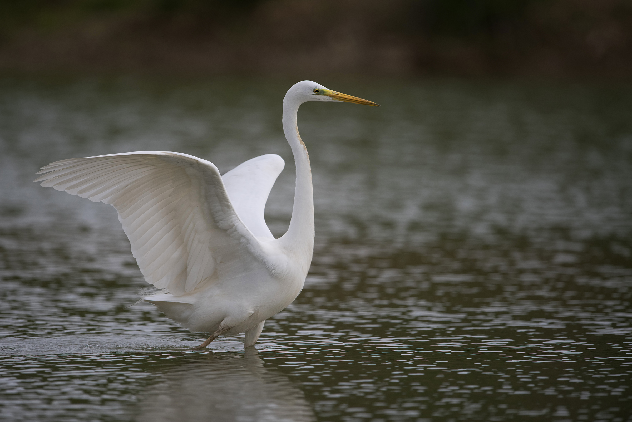 bianco maggiore a tutt'apertura