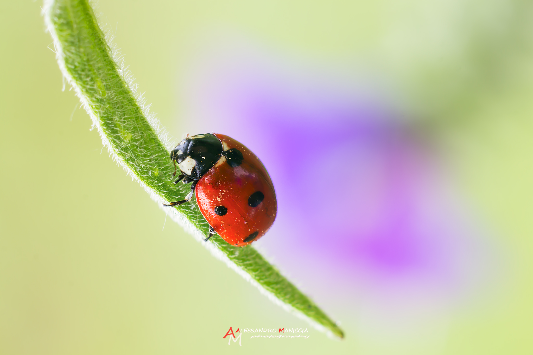 Ladybug