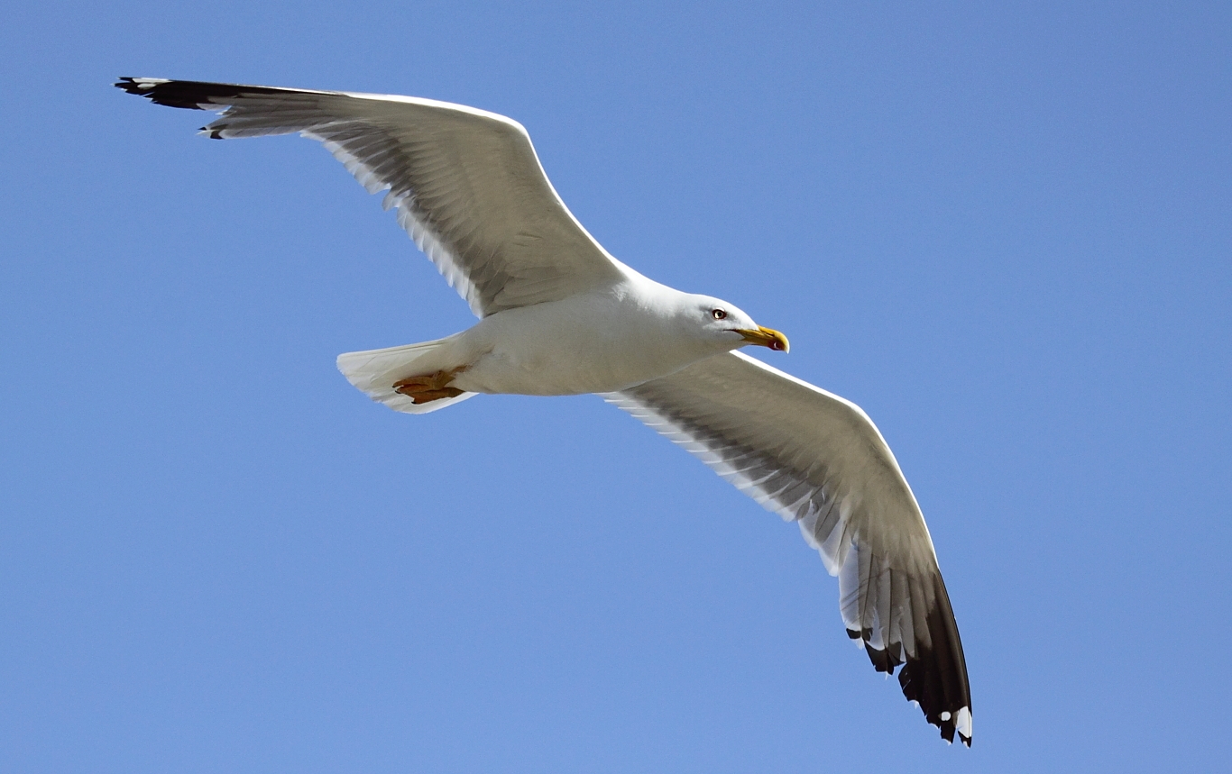 seagull