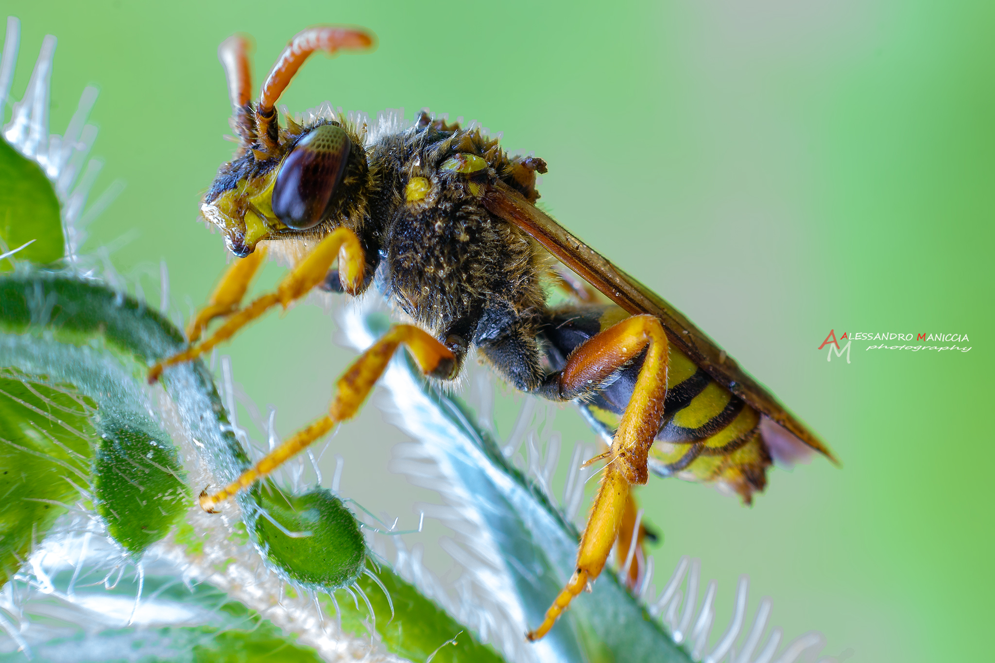nomada wasp