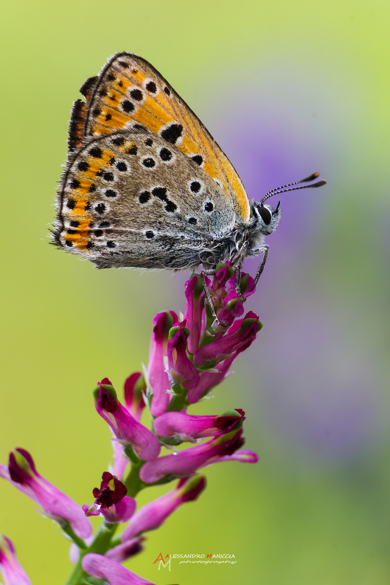 Lycaena thersamon