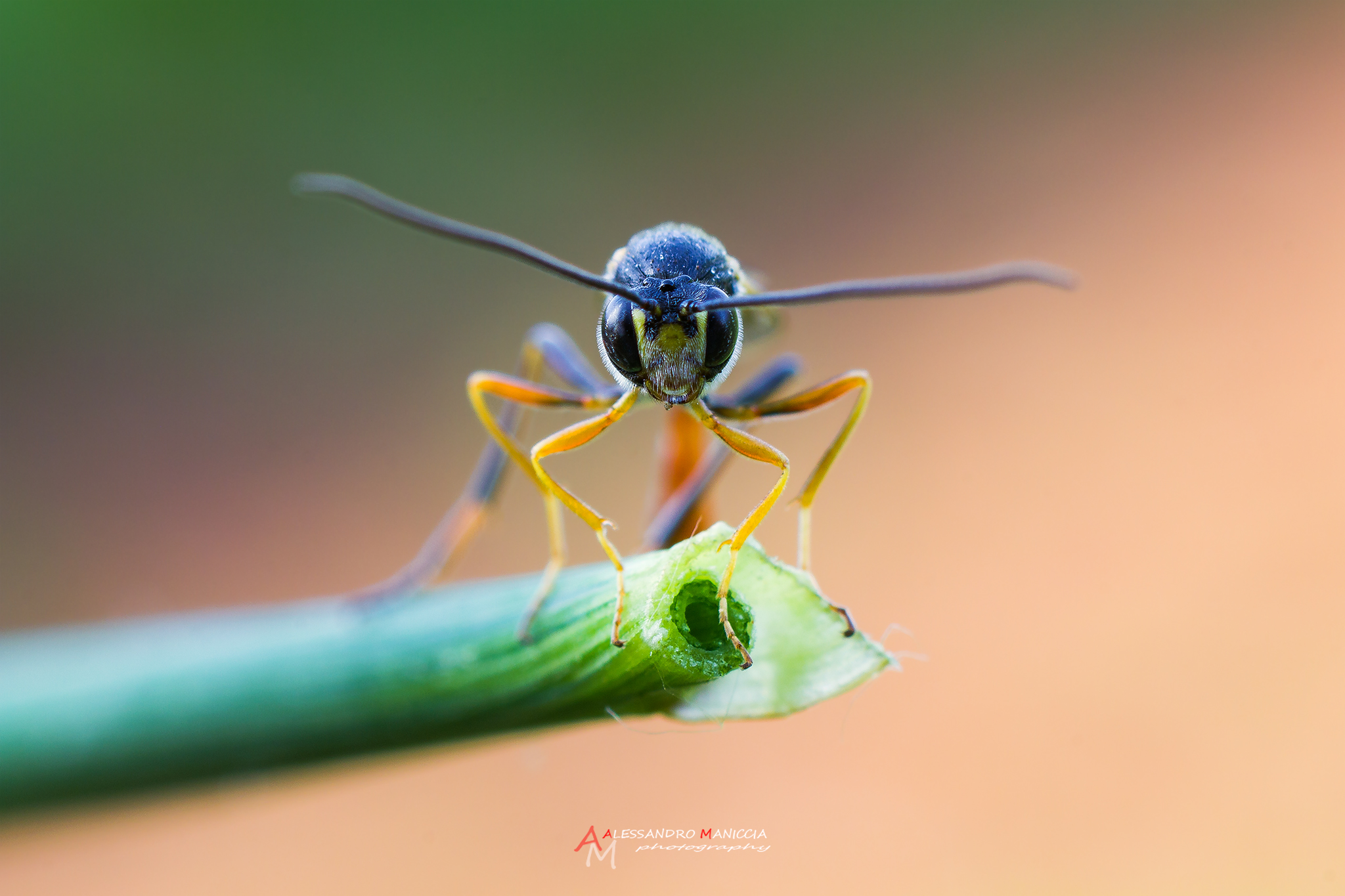 ammophila wasp