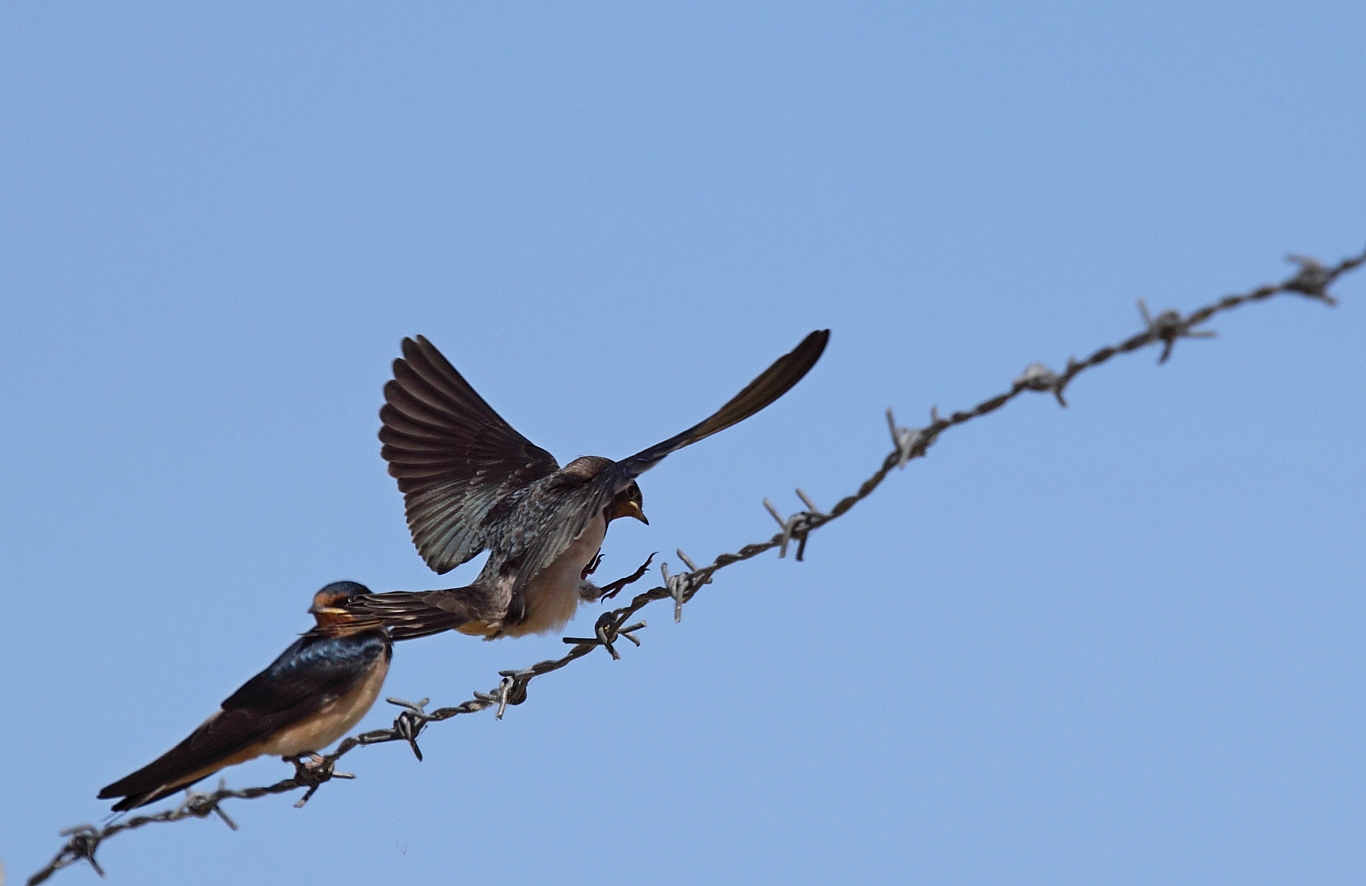 swallows
