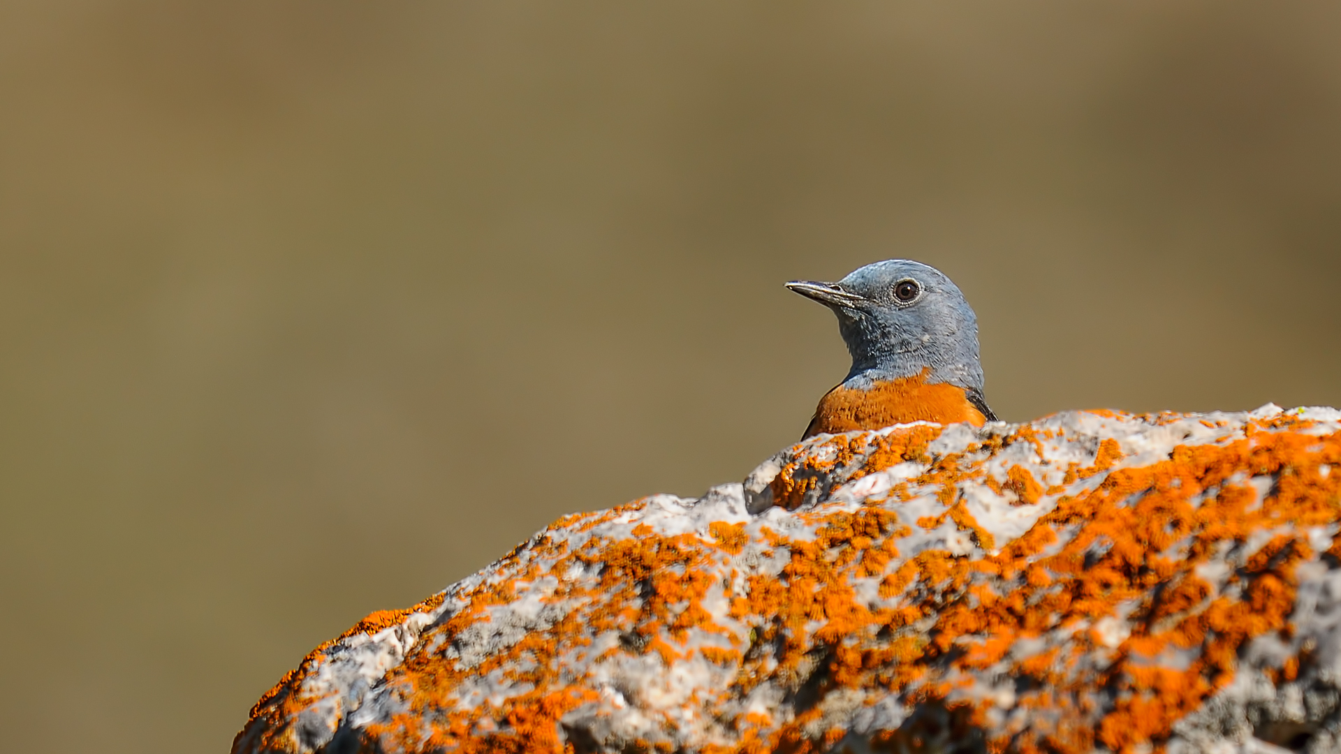 Common Rock Thrush / Monticola saxatilis