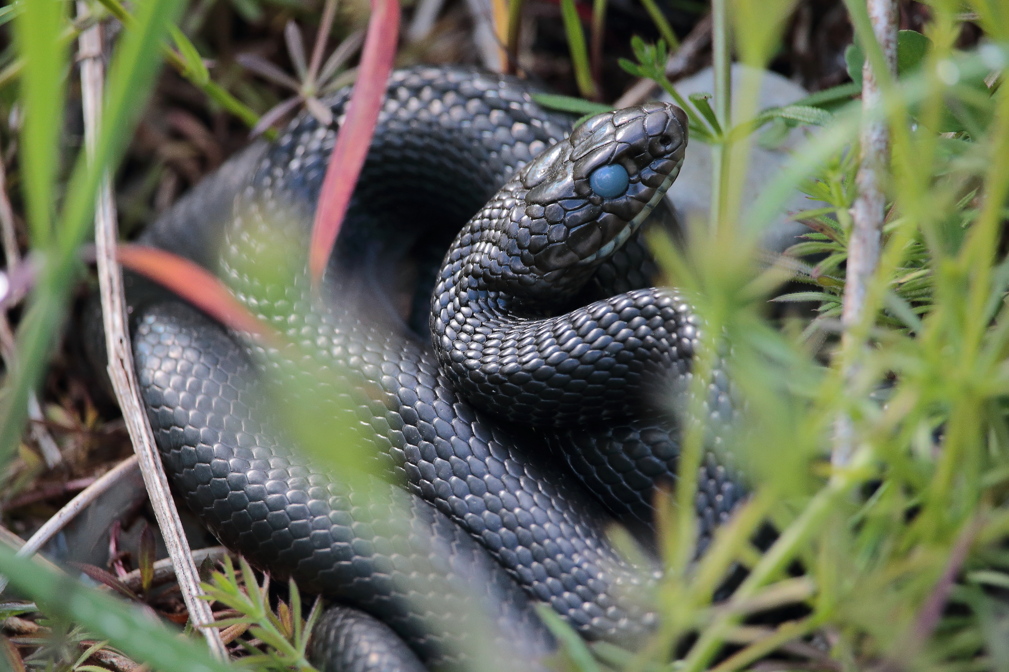 biacco prossimo alla muta