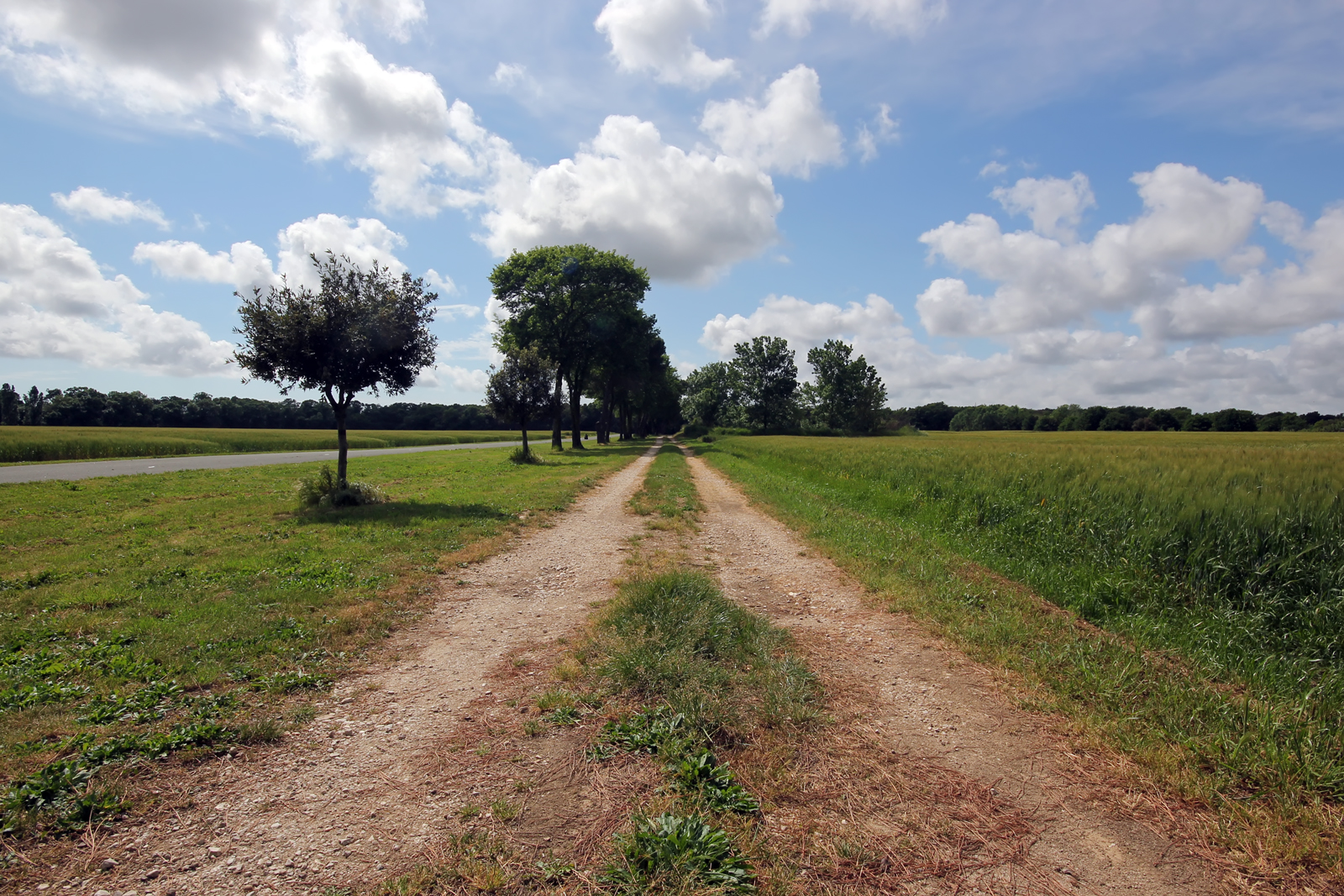 La strada di campagna nell'infinito verde