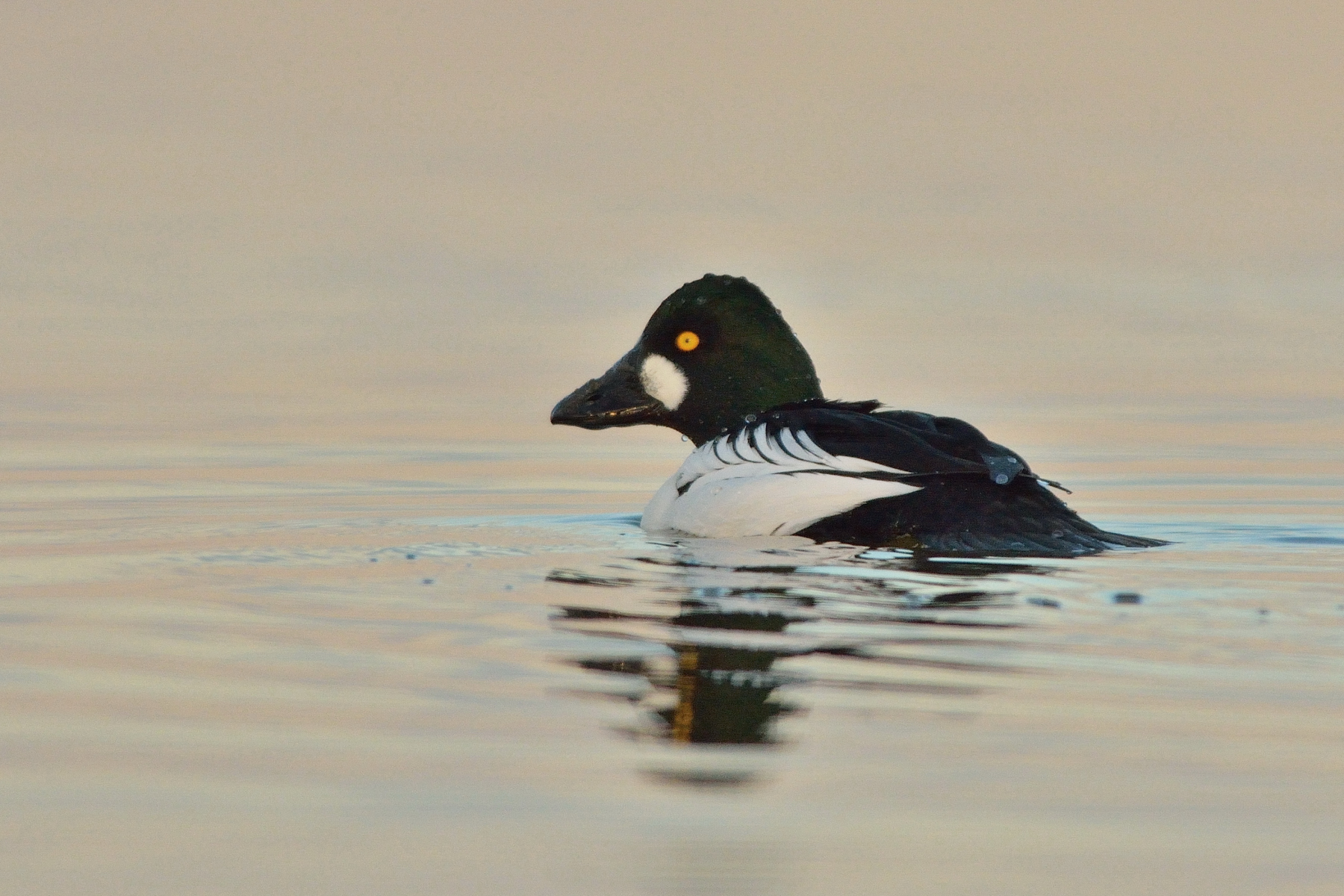 Quattrocchi come sempre 100% selvatico