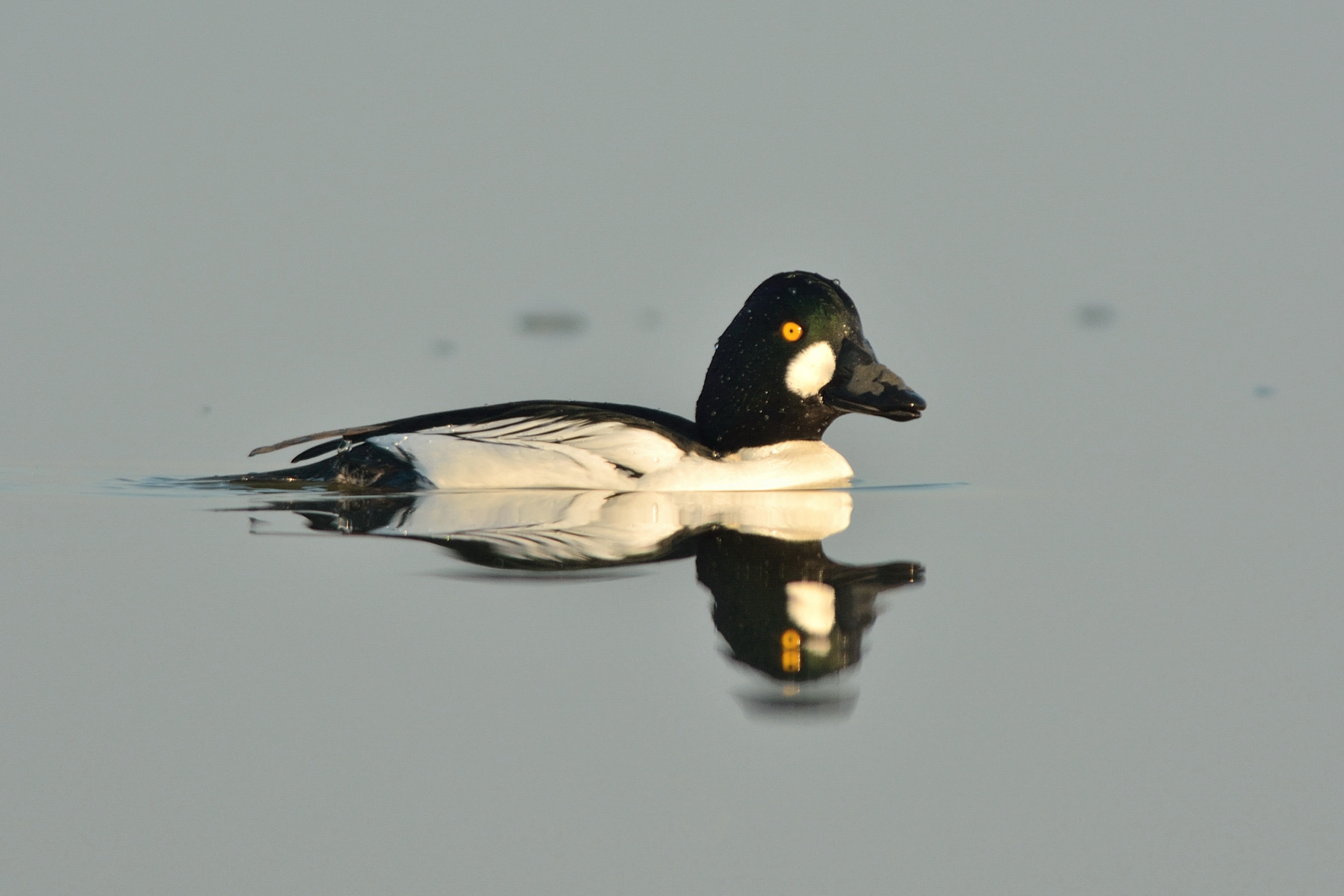 Quattrocchi selvatico