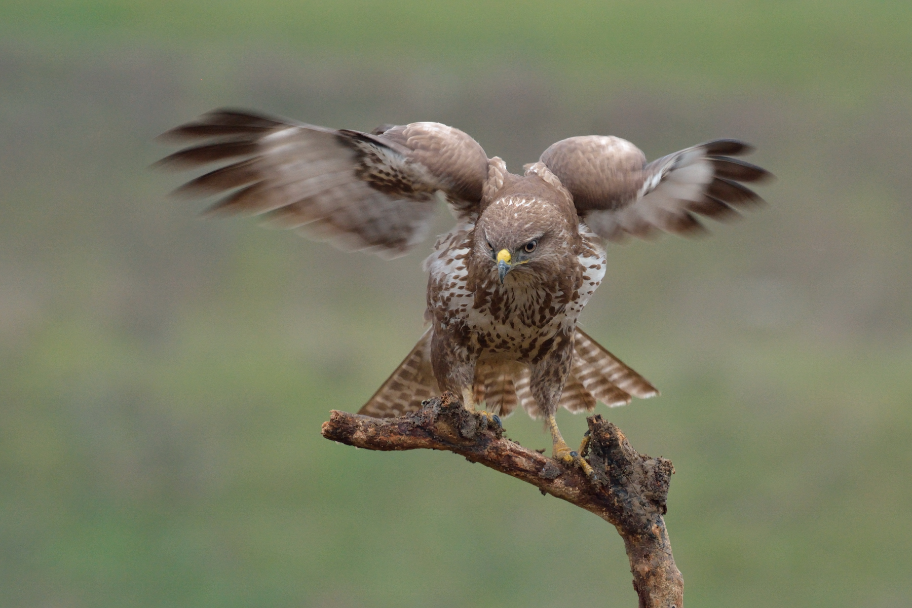 The landing of Poiana