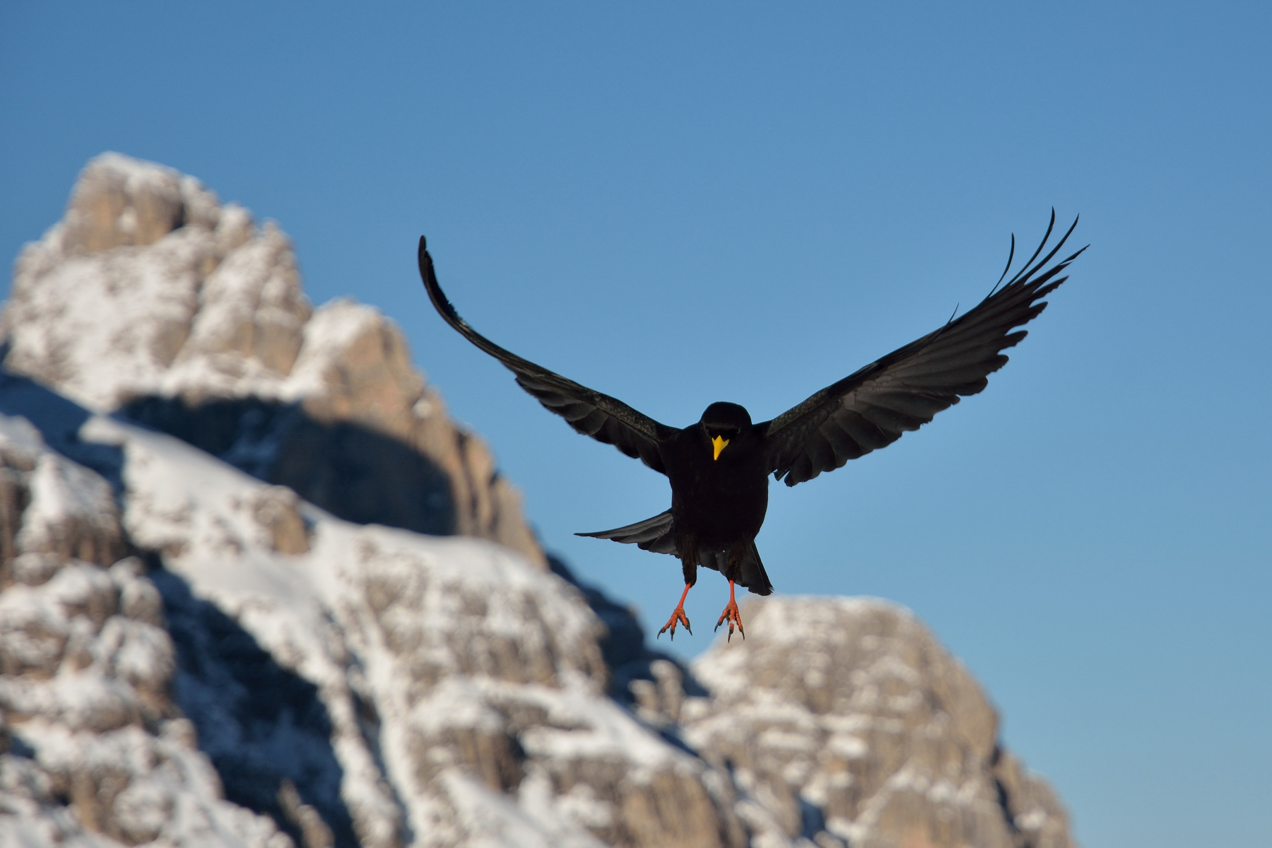 Gracchio alpino l'atterraggio