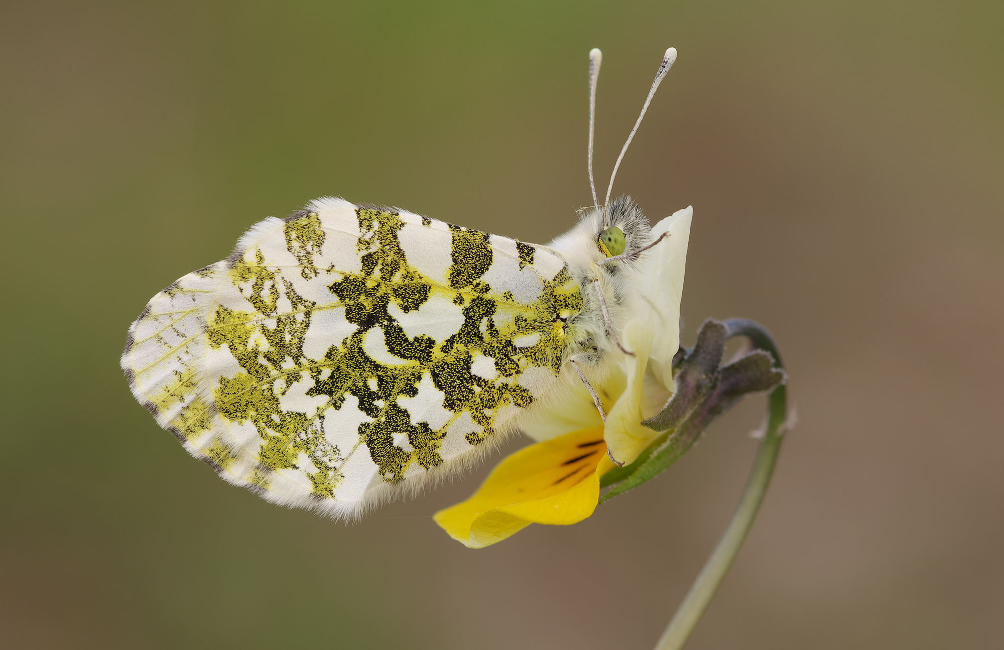 Anthocharis cardamines