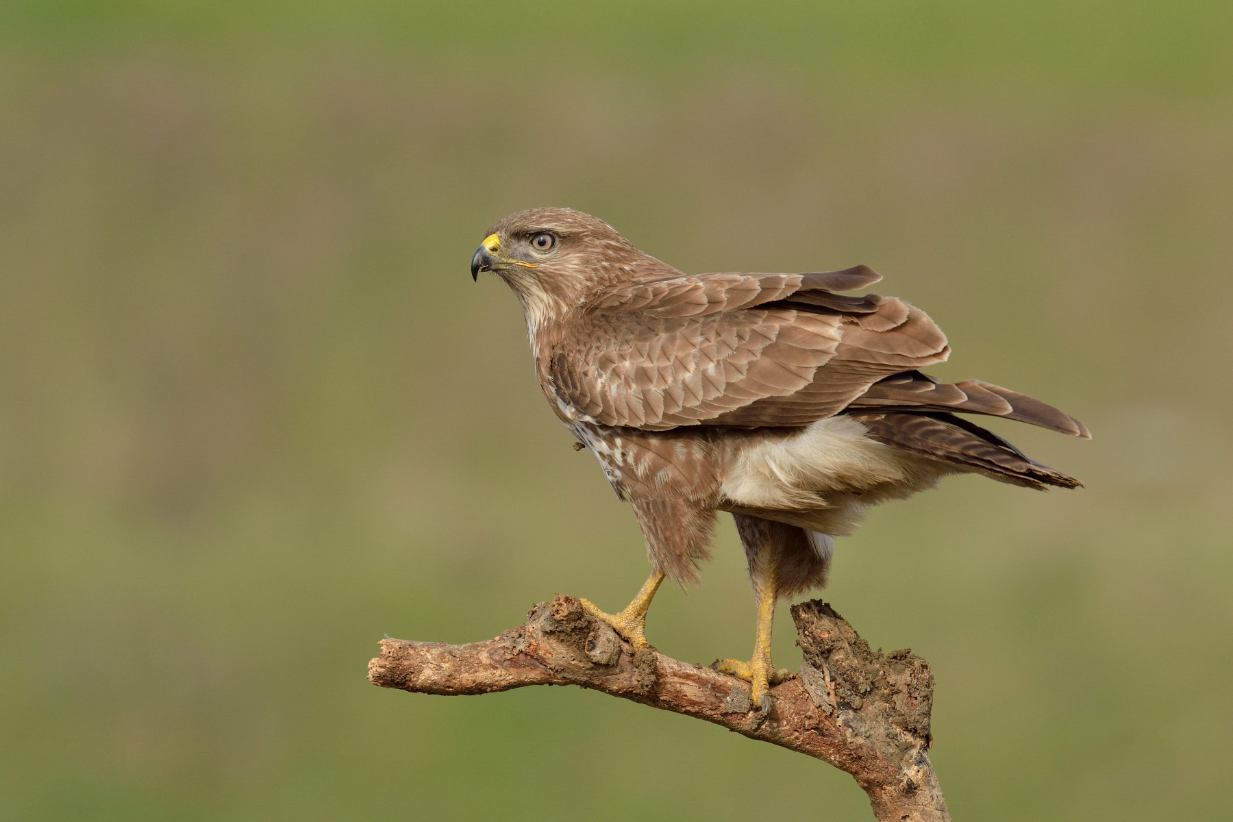 Buzzard