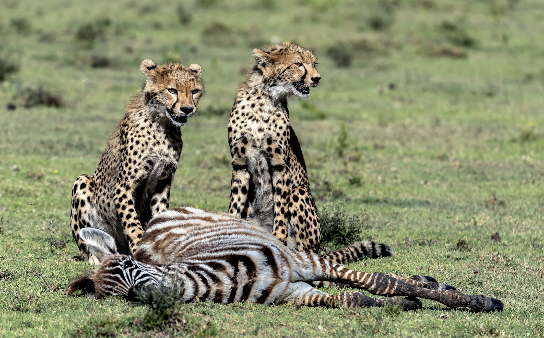 Tanzania 2016 - Dopo la predazione