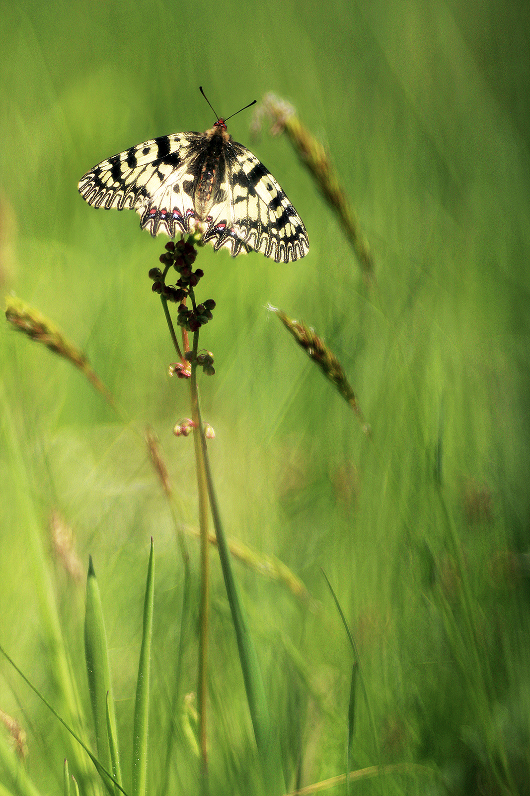 I Nove Mills Canyon II.