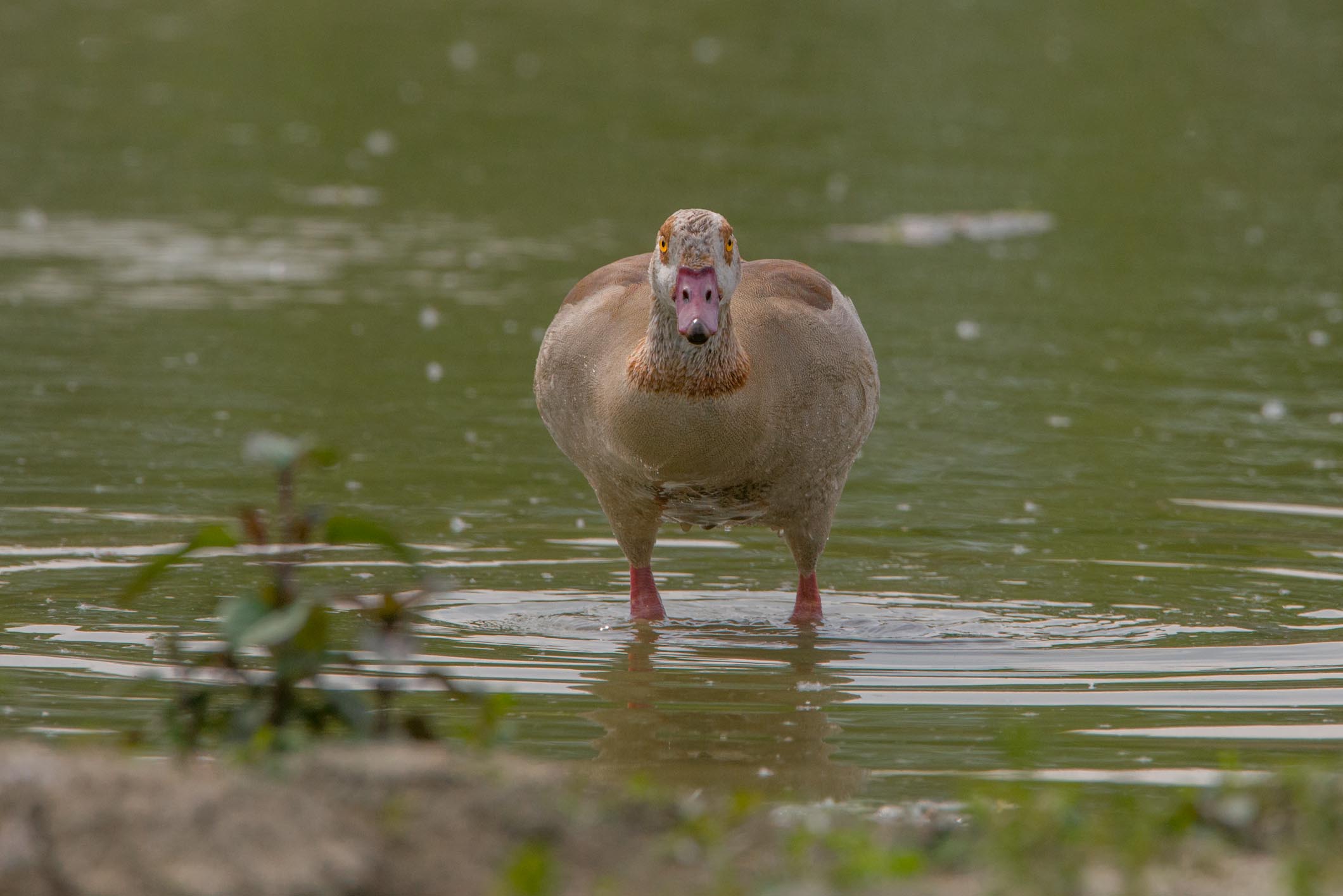 Egyptian goose
