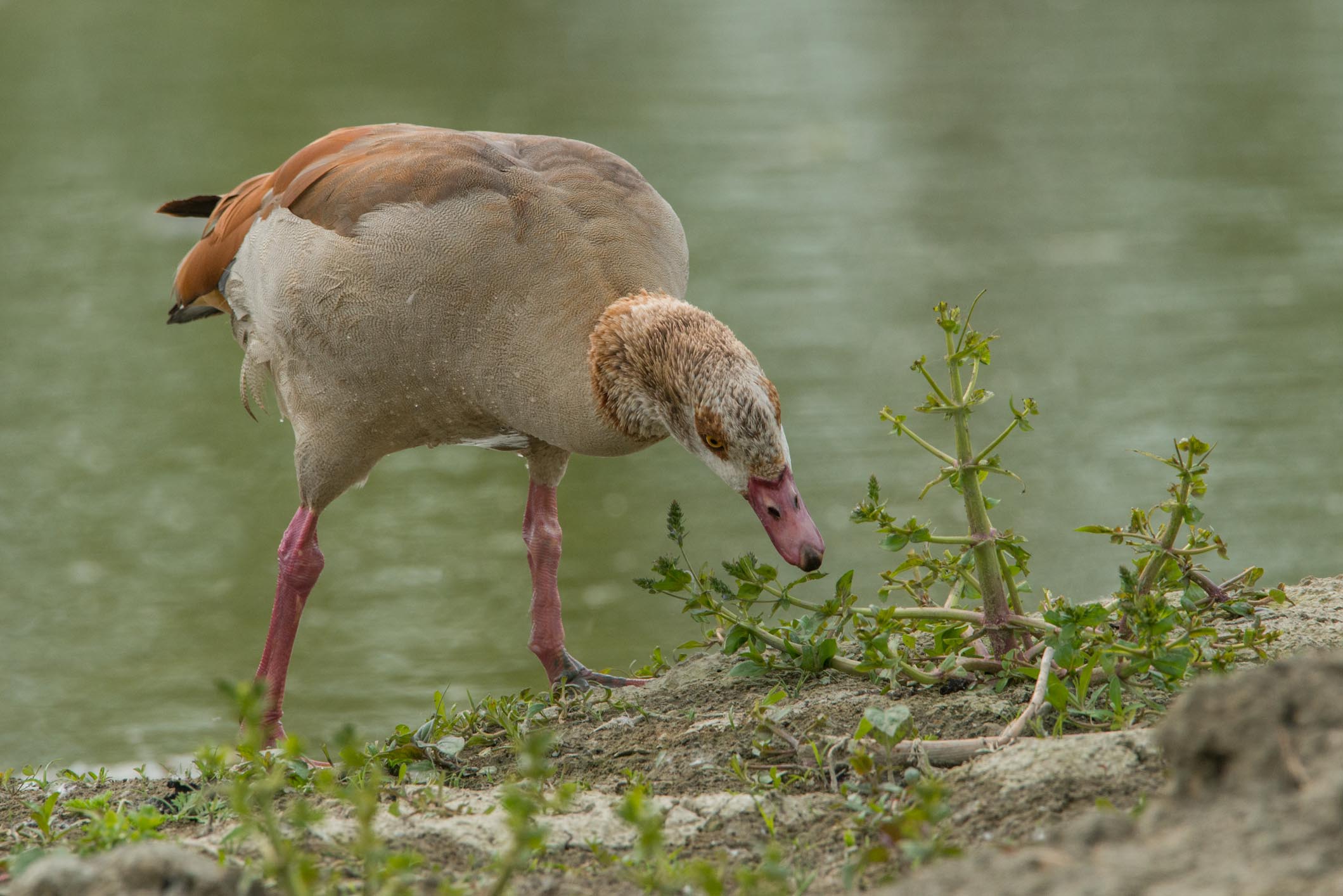 Egyptian goose