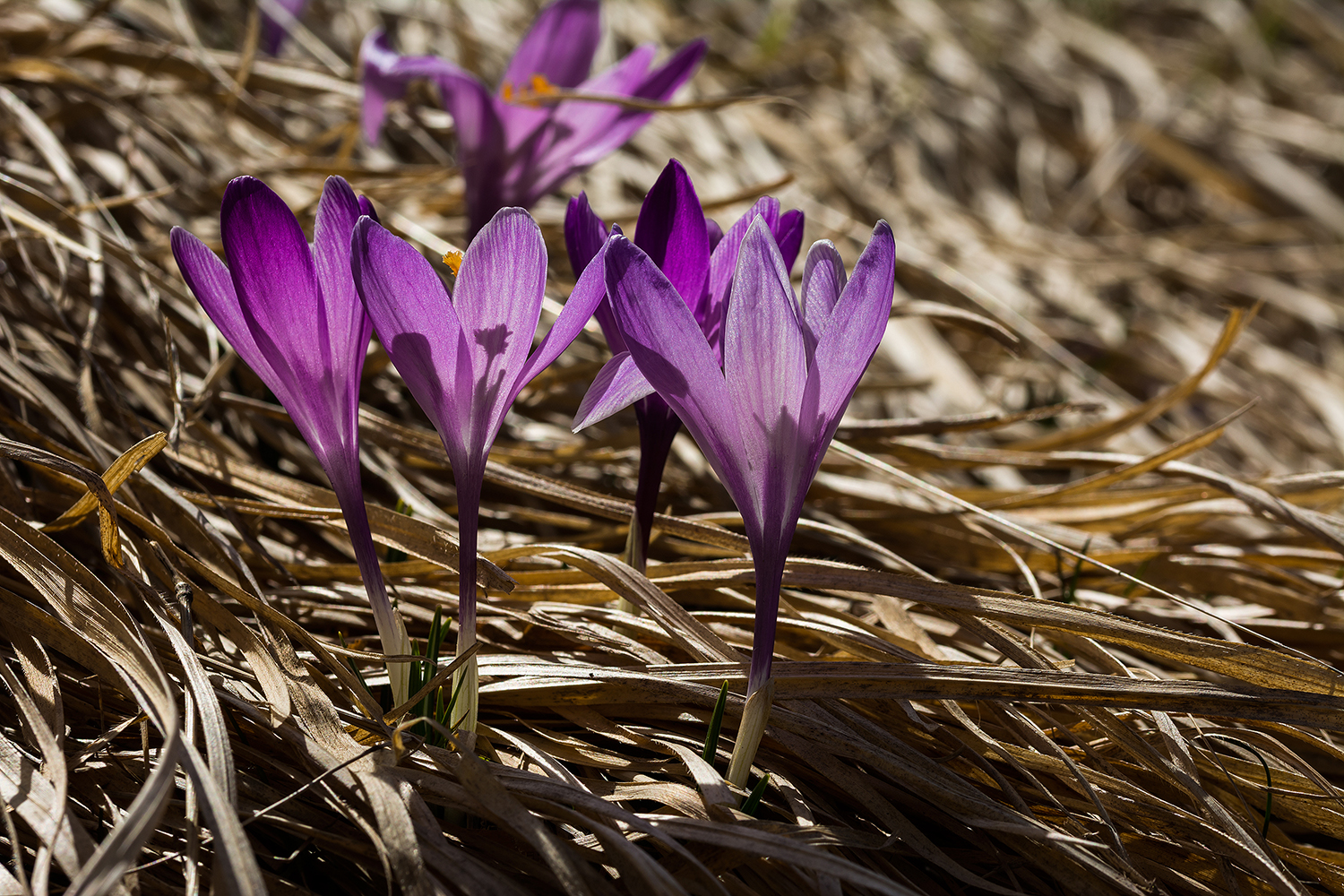 Transparency of crocuses