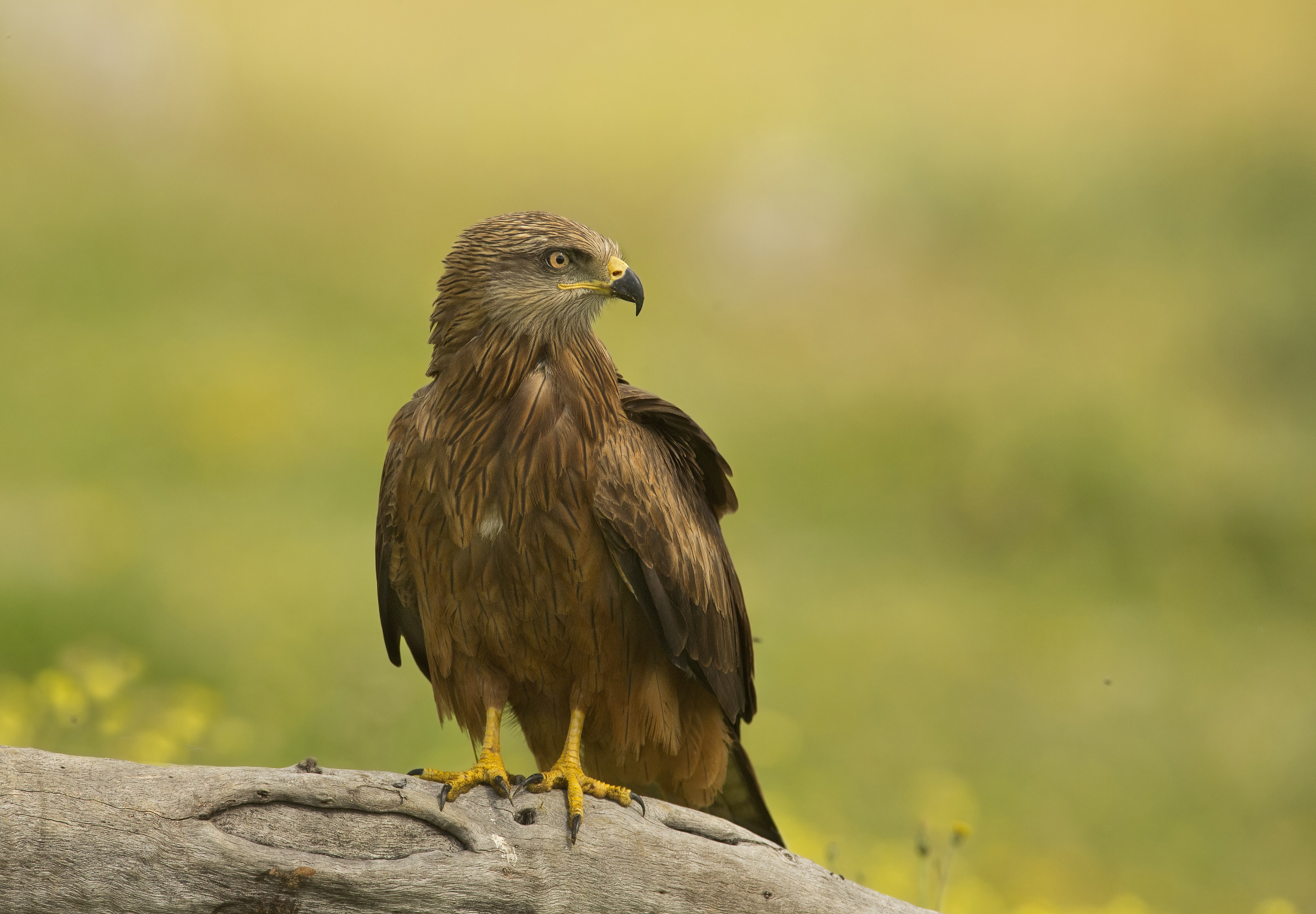 nibbio bruno(milvus migrans)