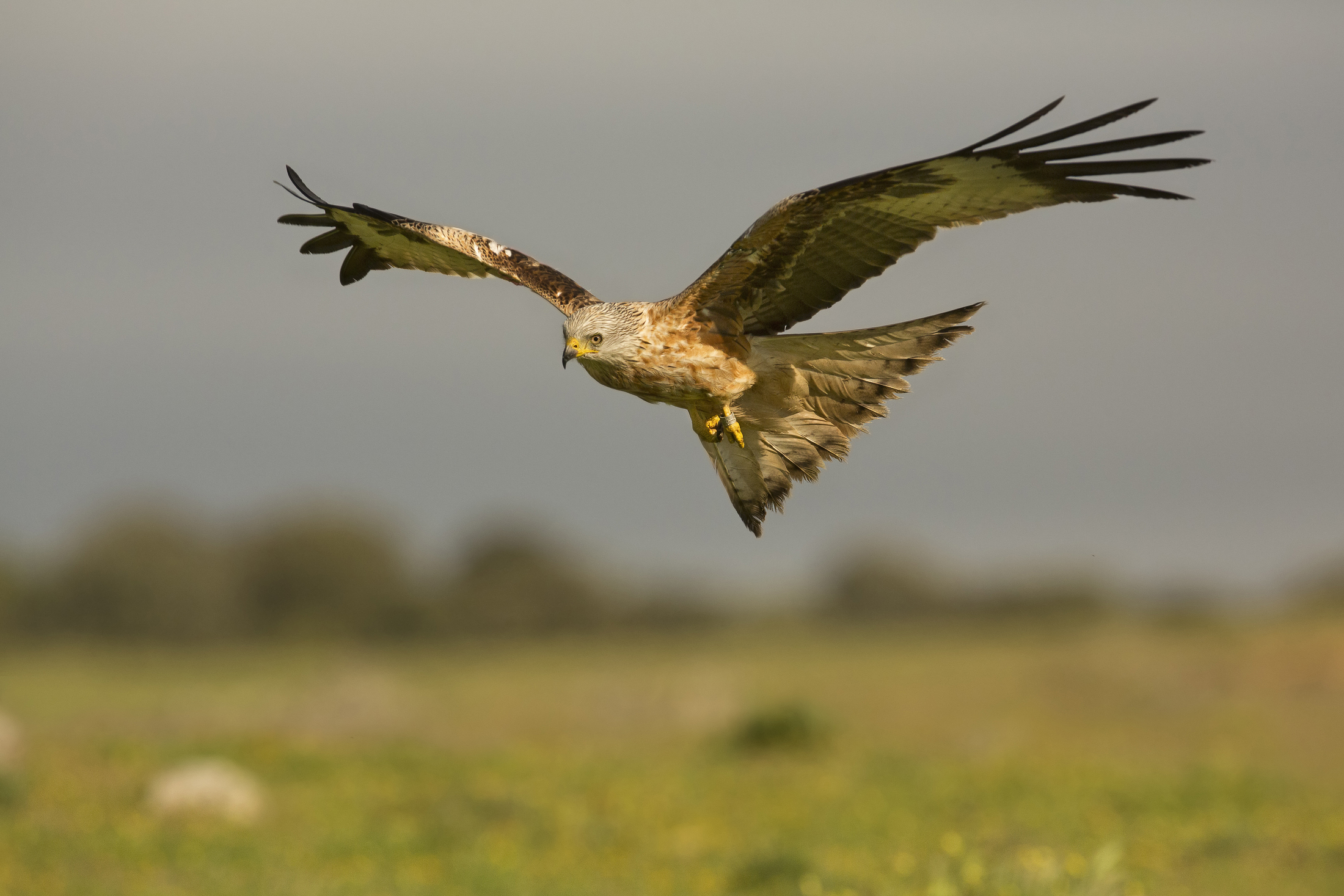 nibbio reale(milvus milvus)