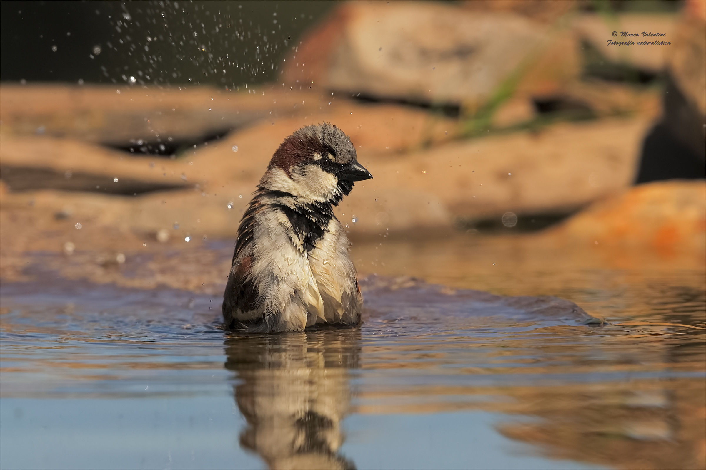 Bathing Beauties