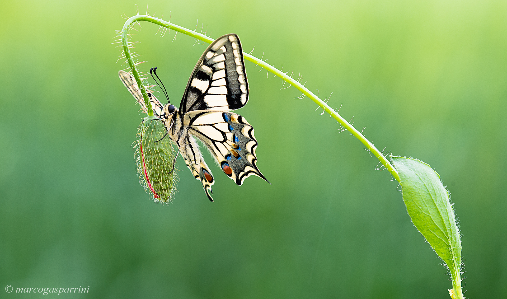 swallowtail