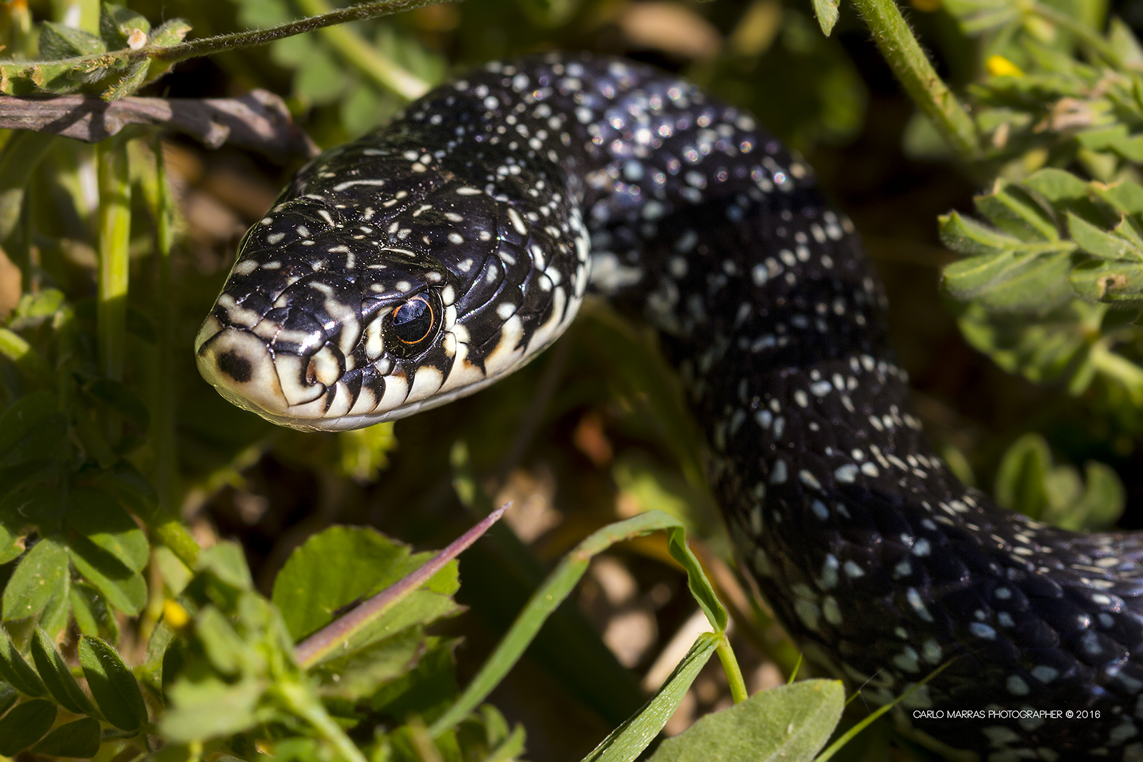 Biacco (Coluber viridiflavus o Hierophis viridiflavus)