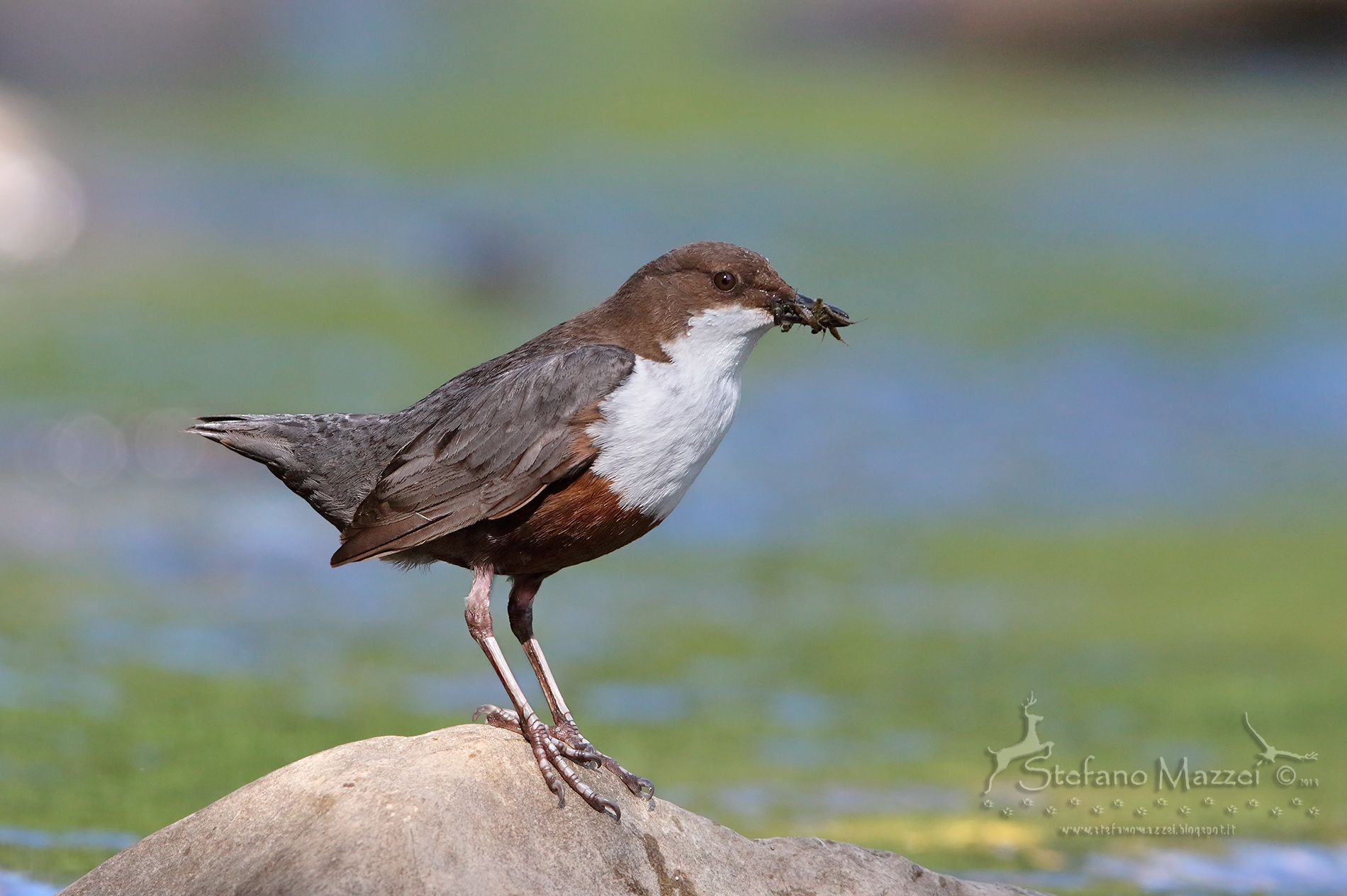 Dipper with prey