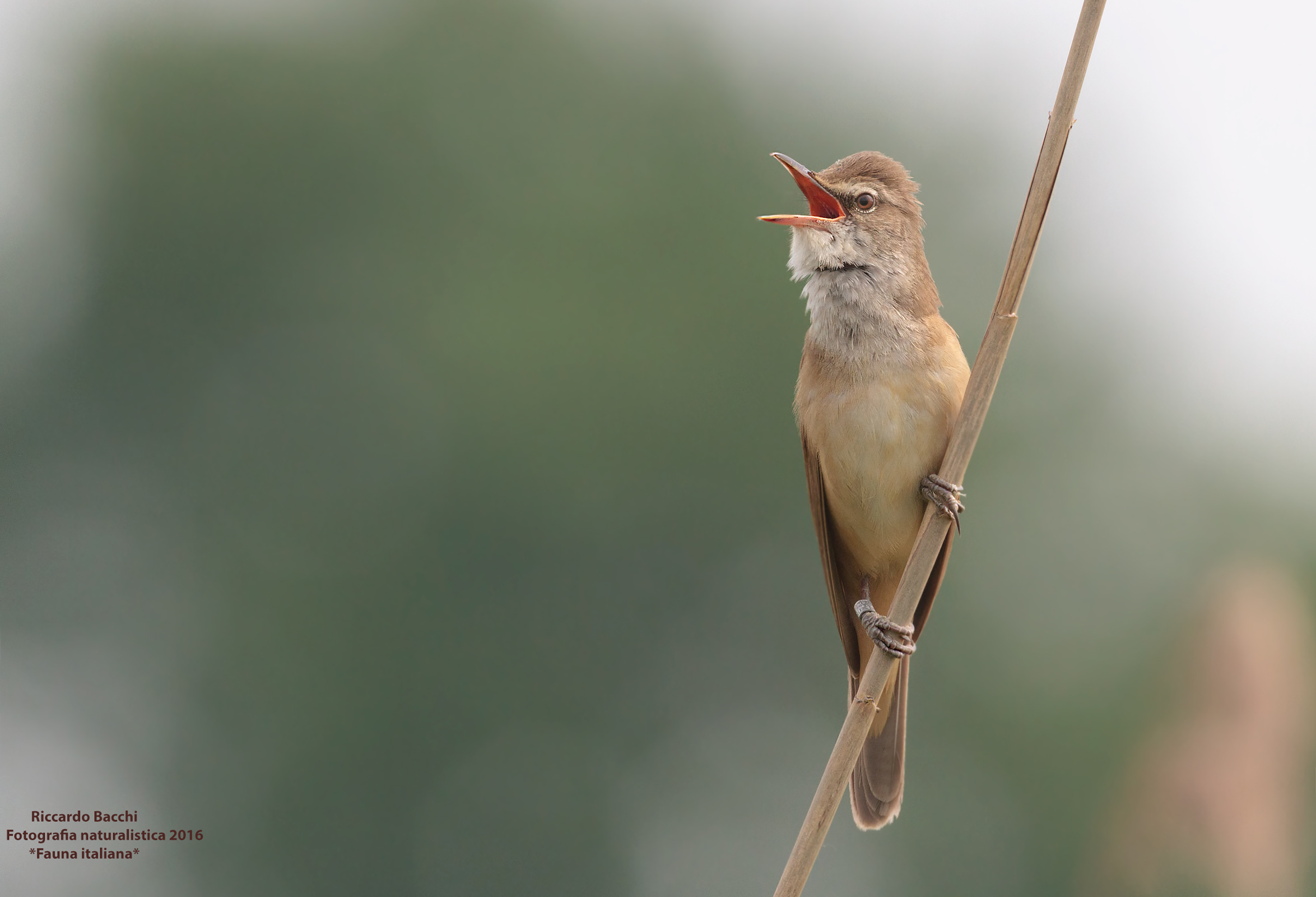 Cannareccione in canto