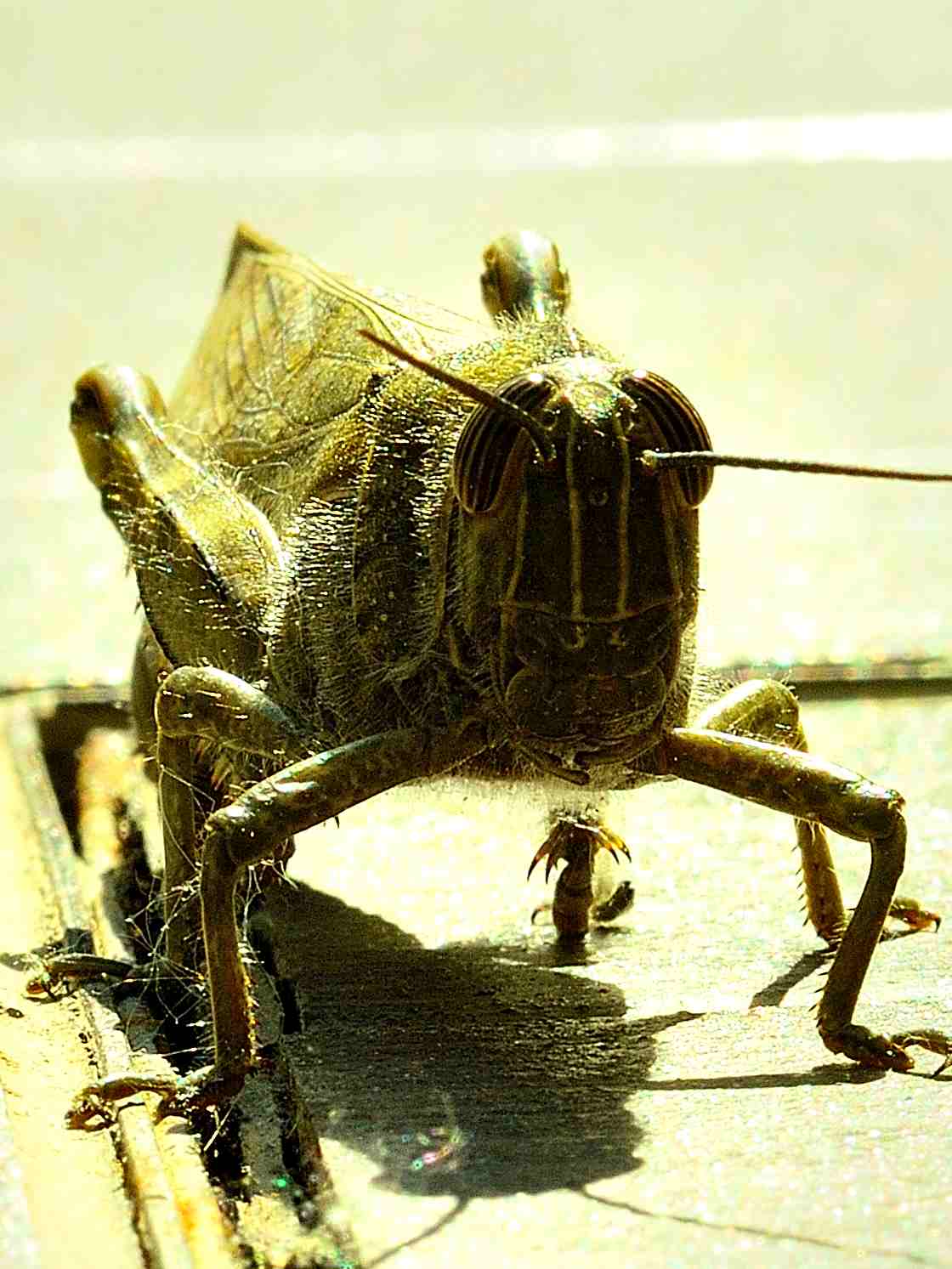 portrait macro with 50