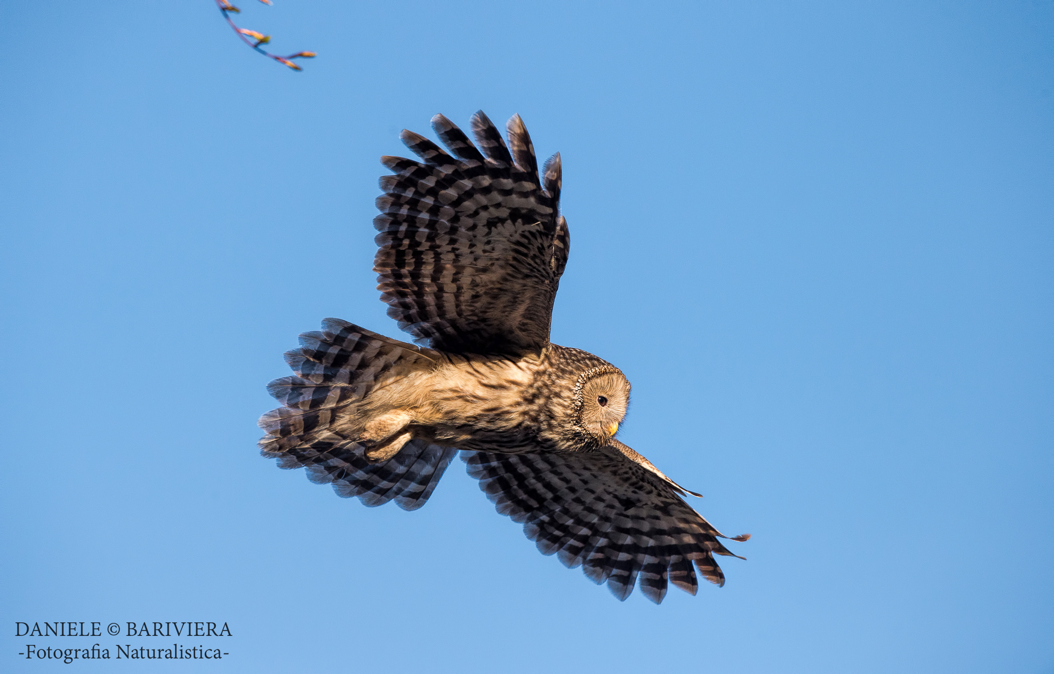 Ural owl