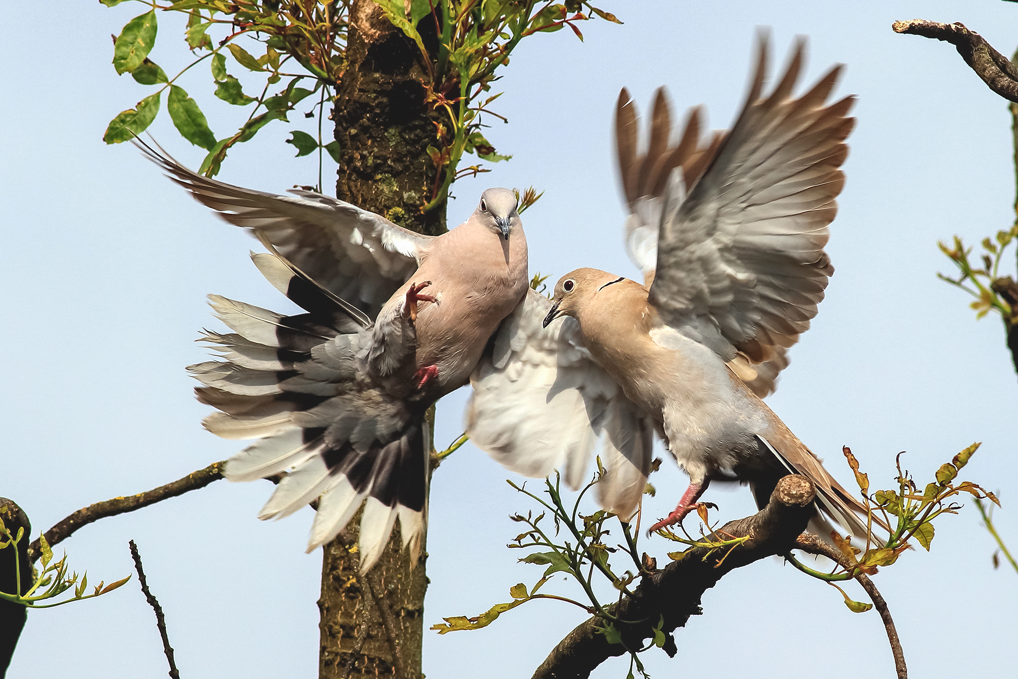 collared doves fighting