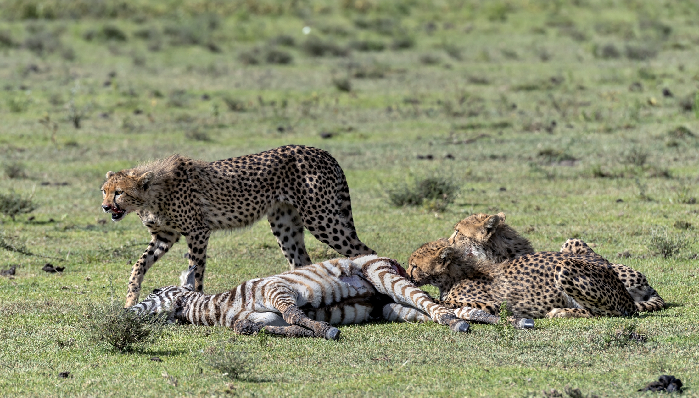 Tanzania 2016 - Dopo la predazione