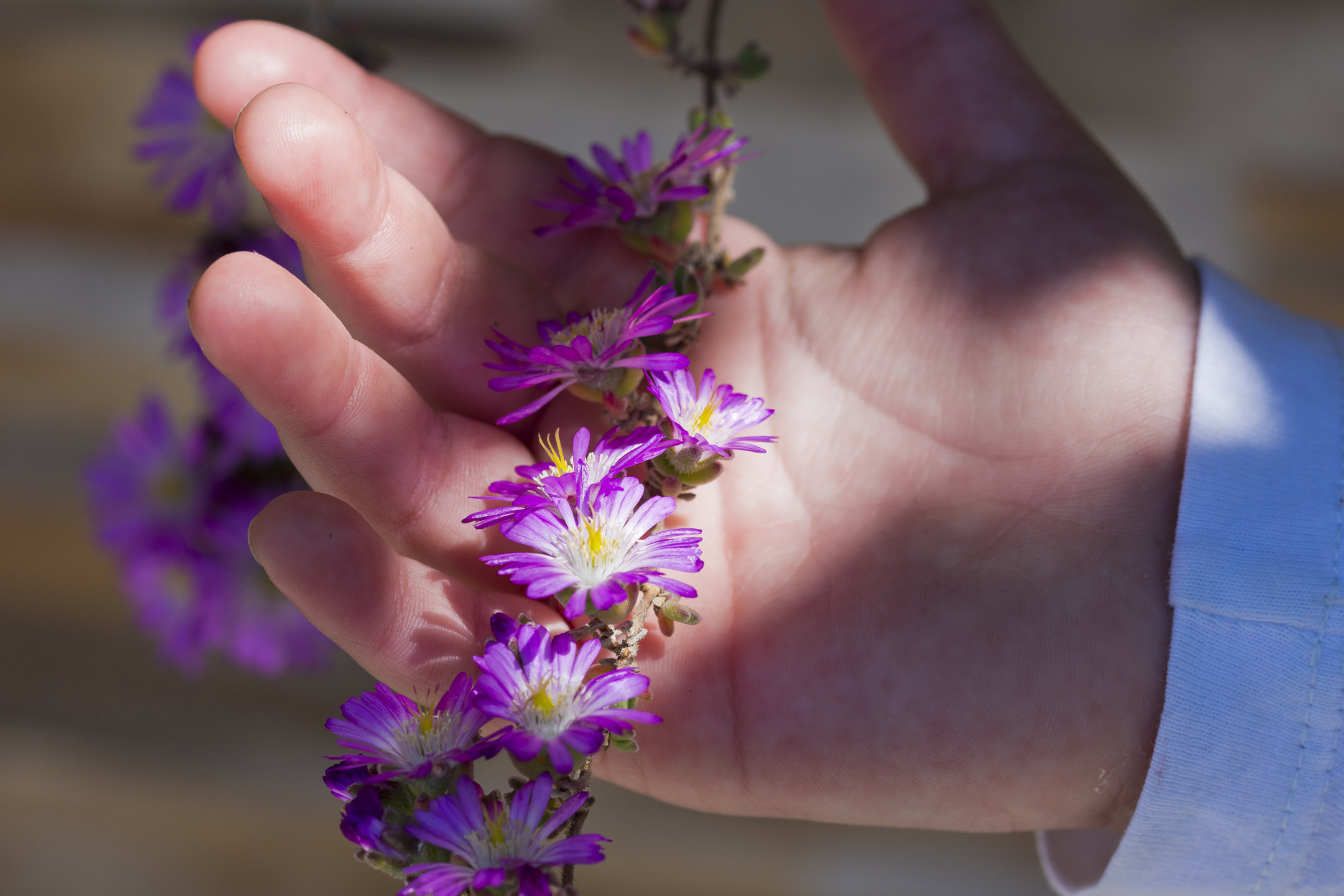 la mano della nipotina