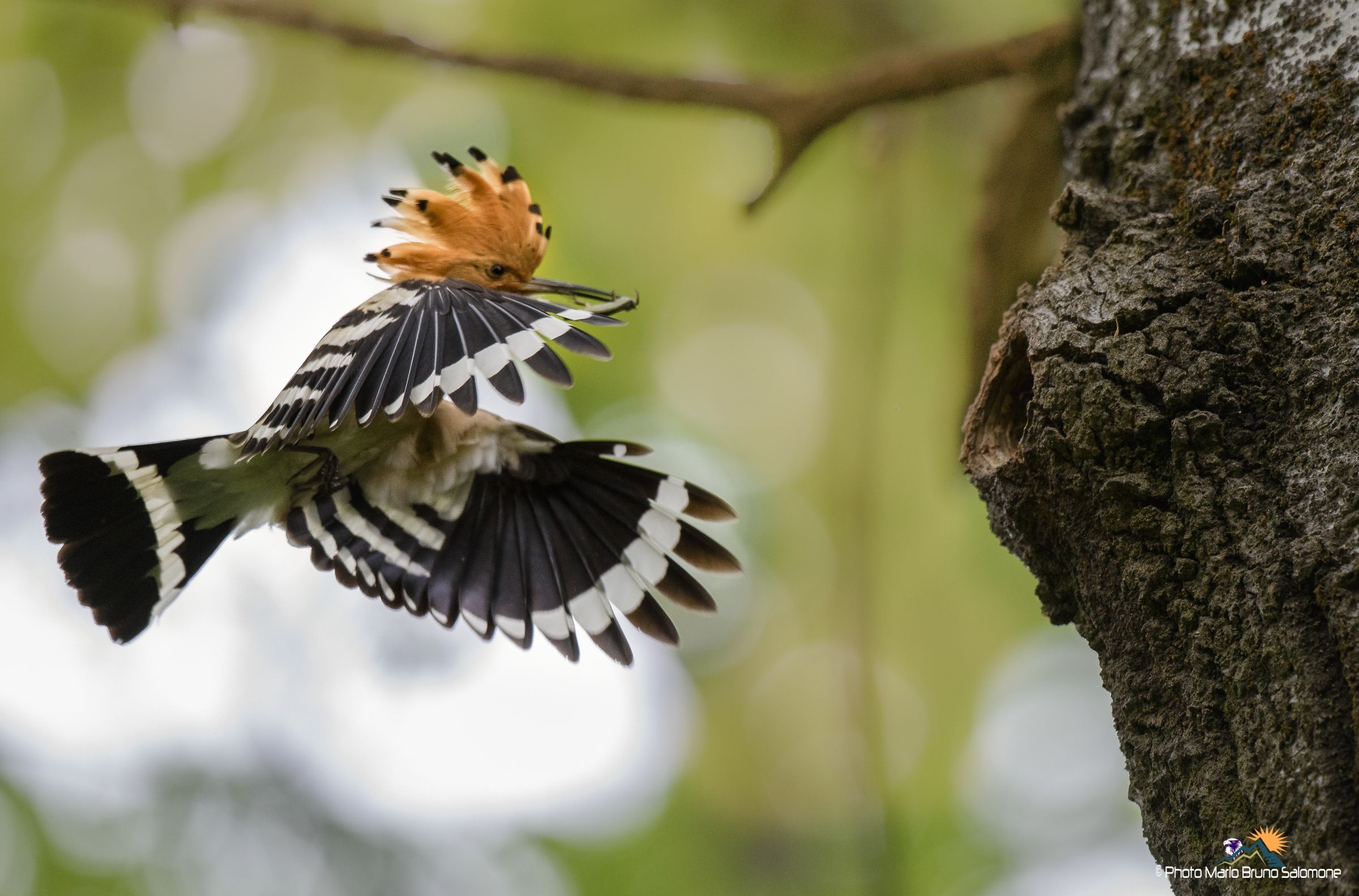 Hoopoe.