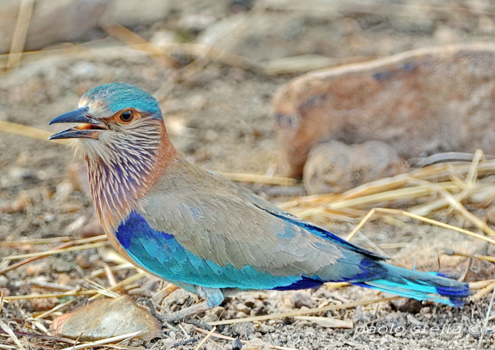 Indian Roller