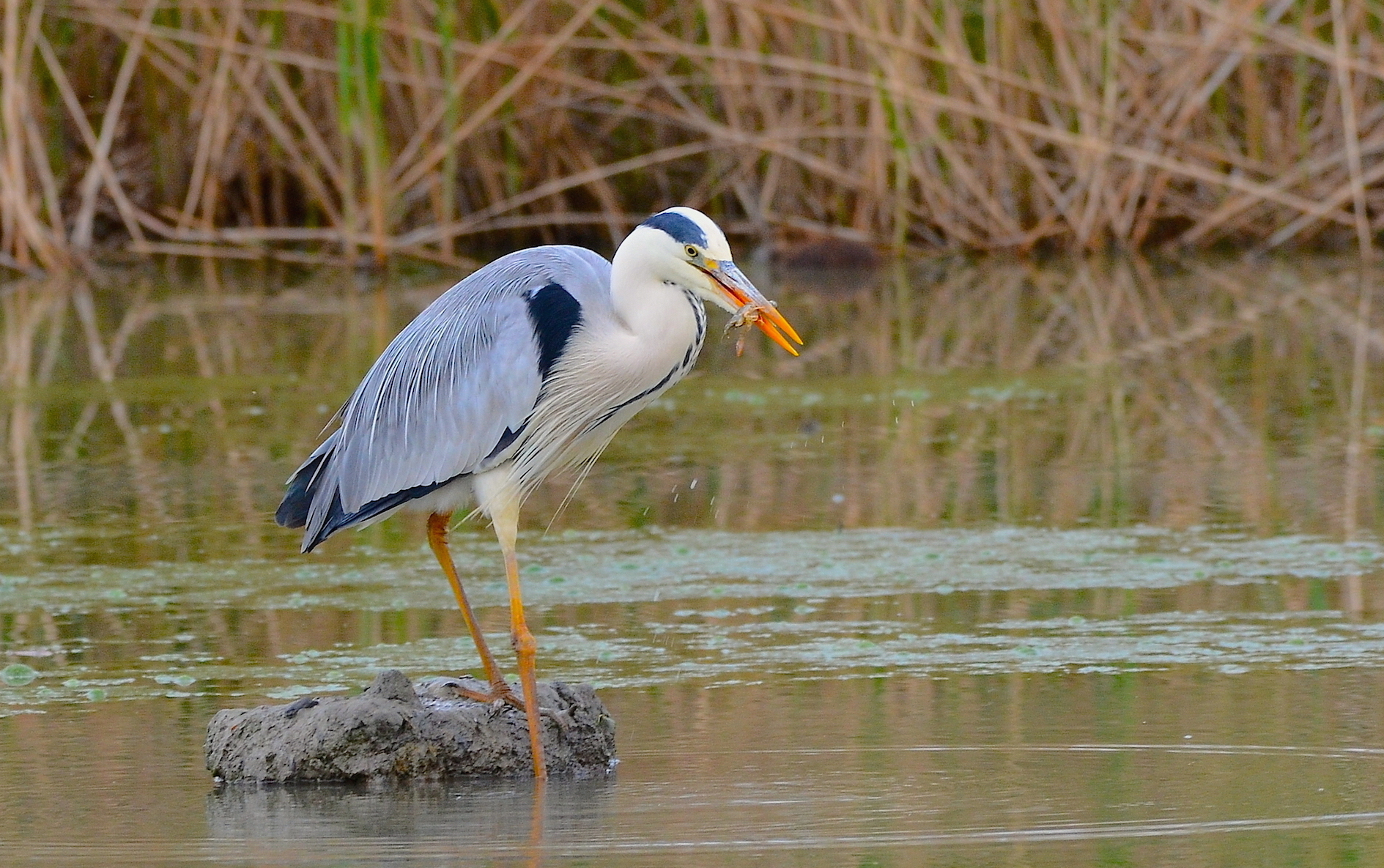 Grey Heron ... for lunch ....