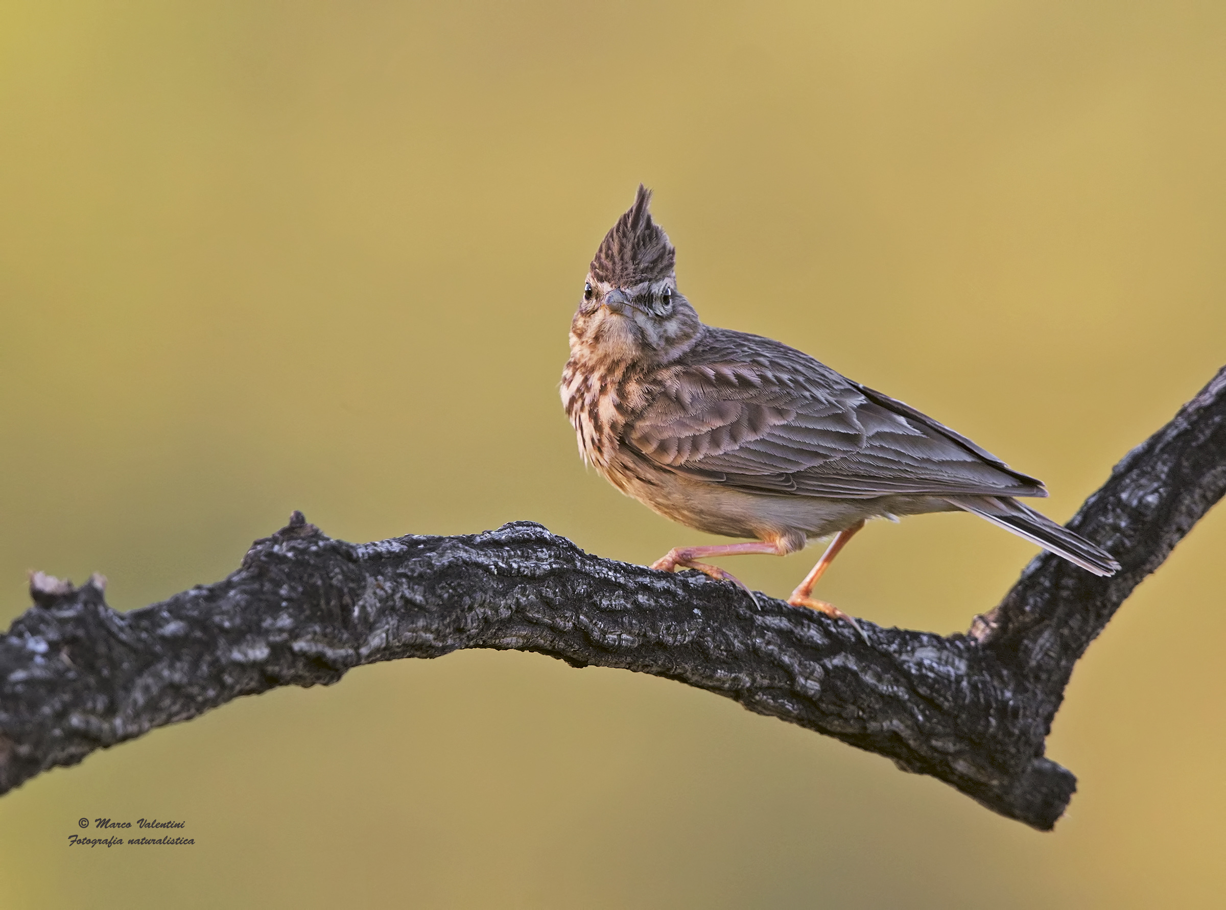 Cappellaccia of Teckla