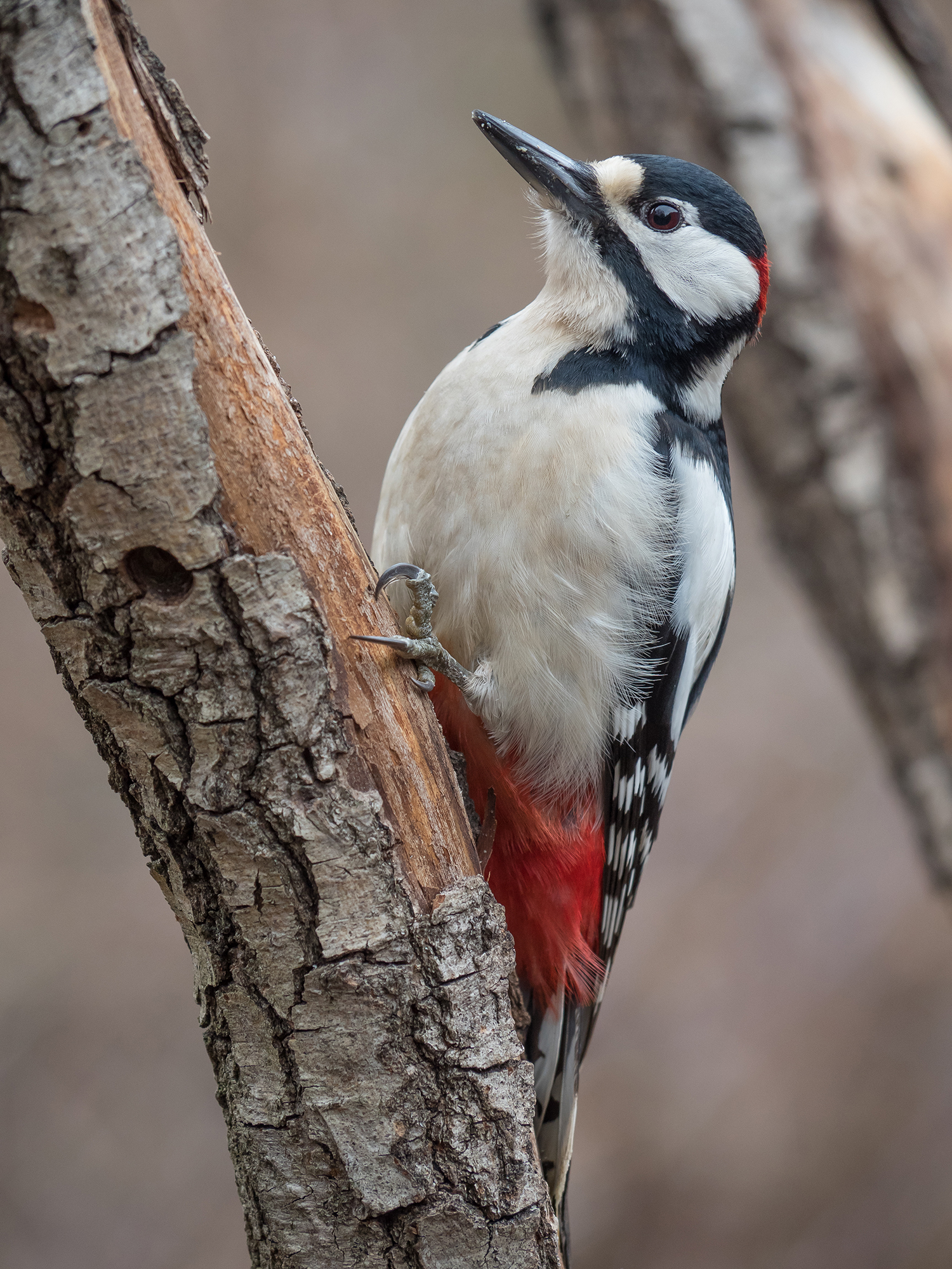 Spotted Woodpecker (Male)