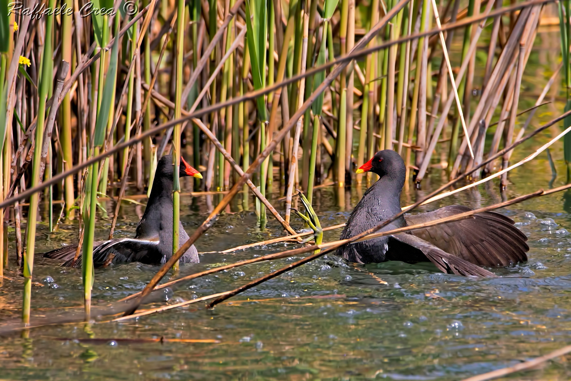 Gallinelle D'Acqua:Lotta per il territorio