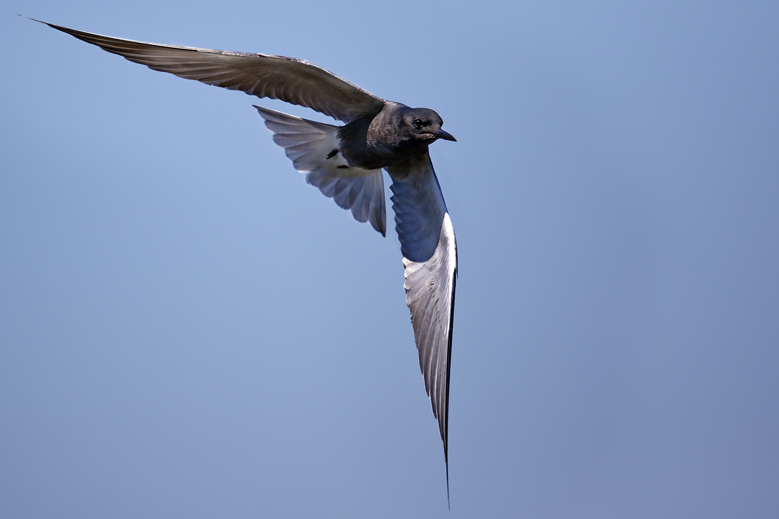 Il volo del mignattino