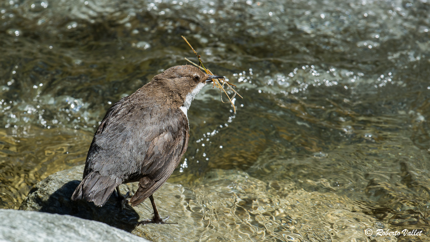 dipper and manufacturer