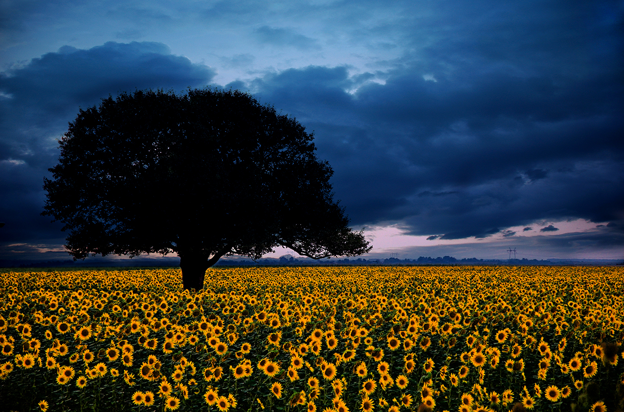 Tempesta e girasoli