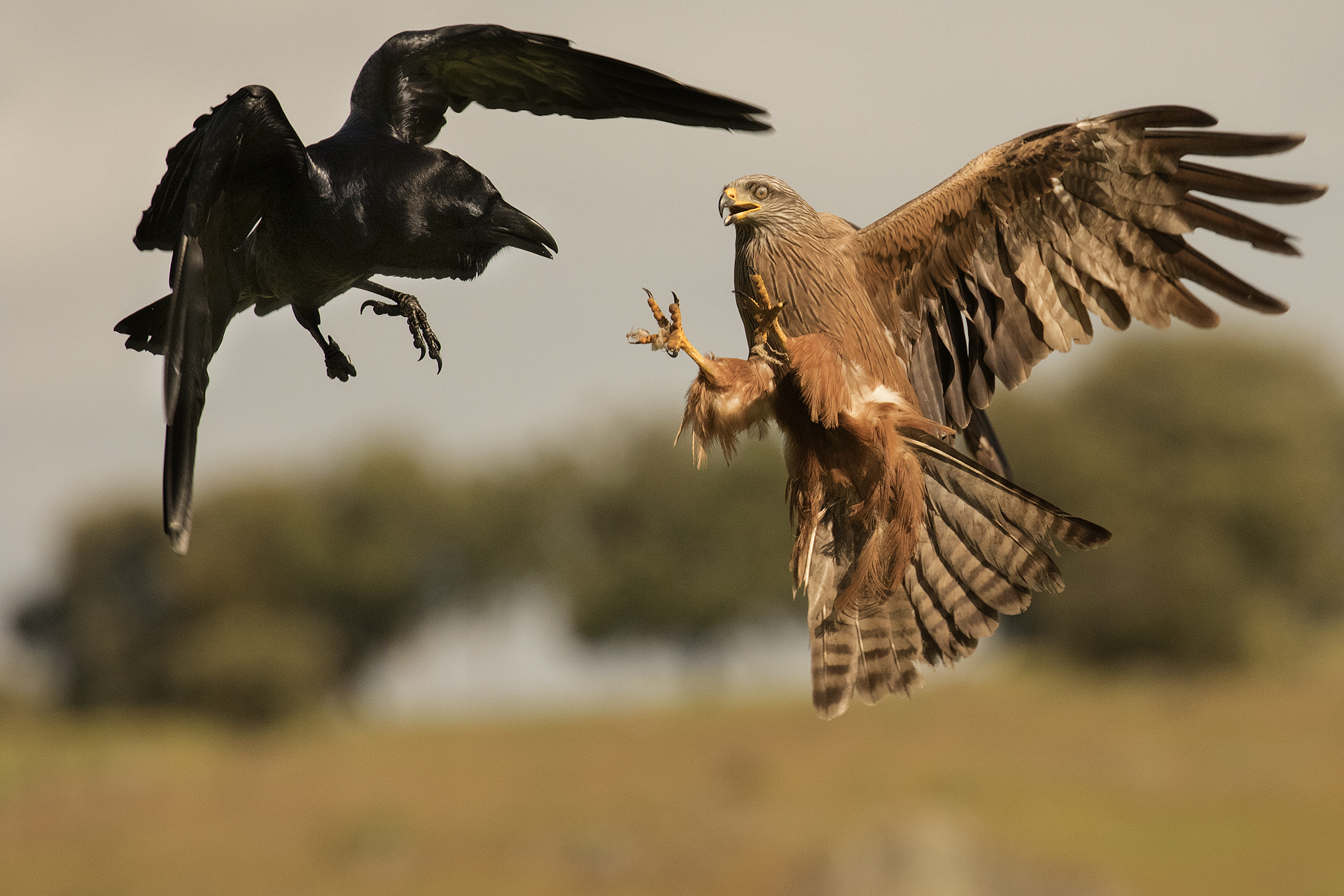 Divergenze di opinioni