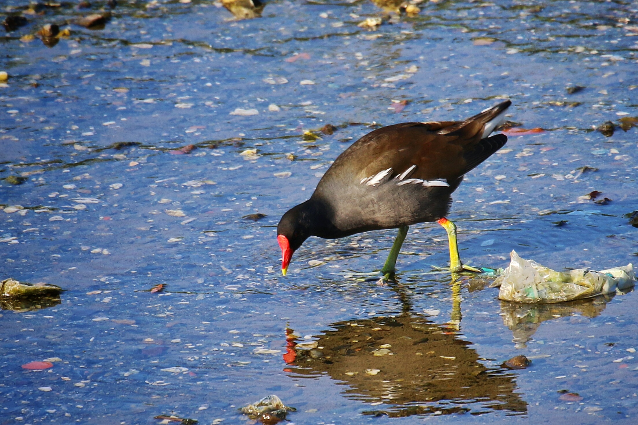 moorhen