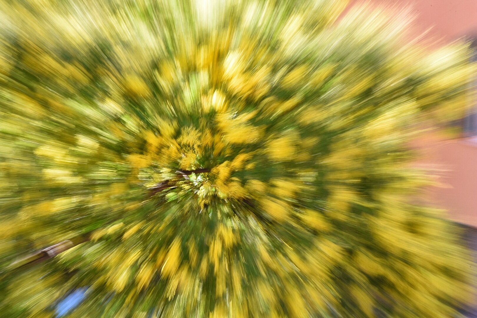 Explosion ... mimosa