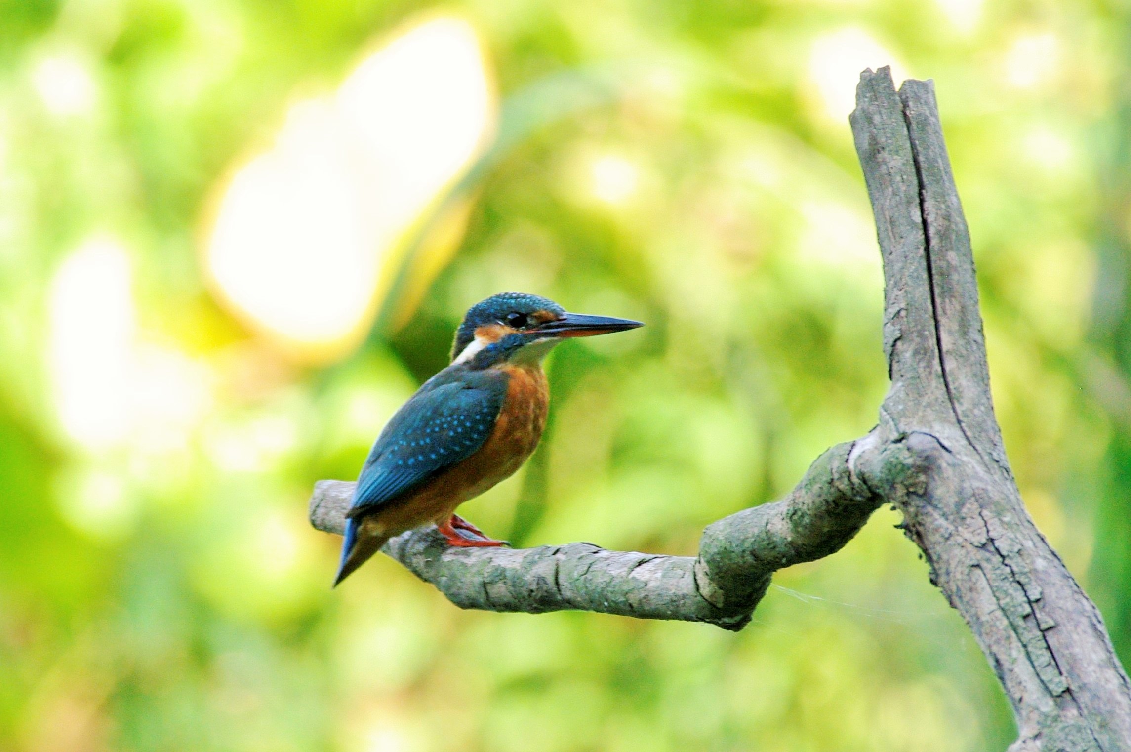 Kingfisher
