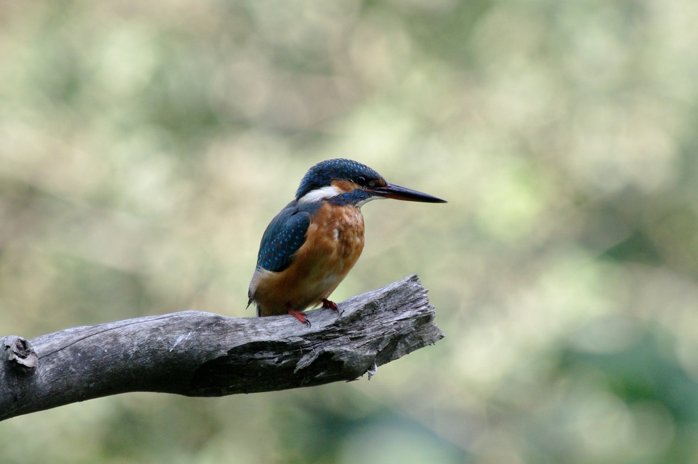 Kingfisher