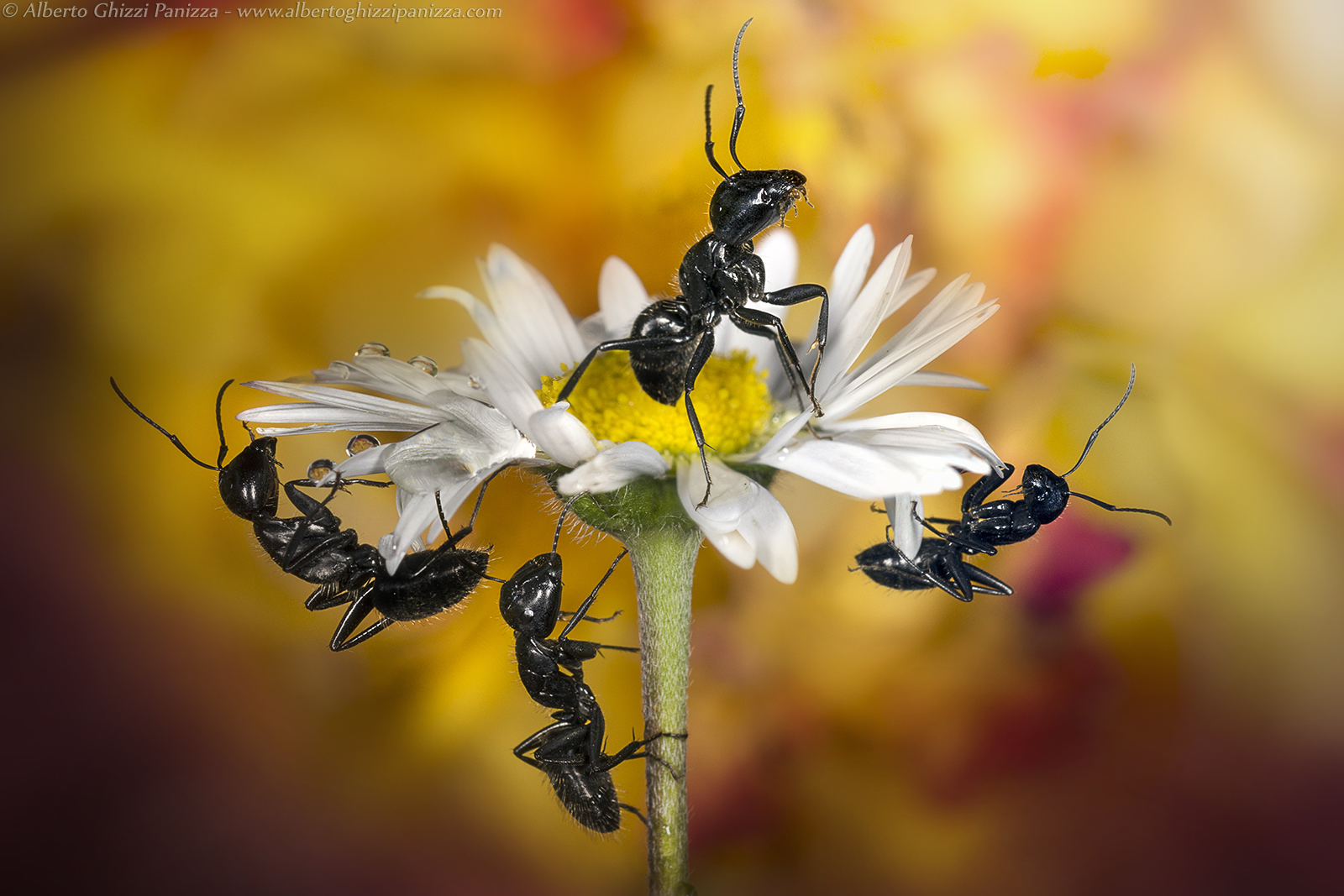 Power! We conquer this flower!
